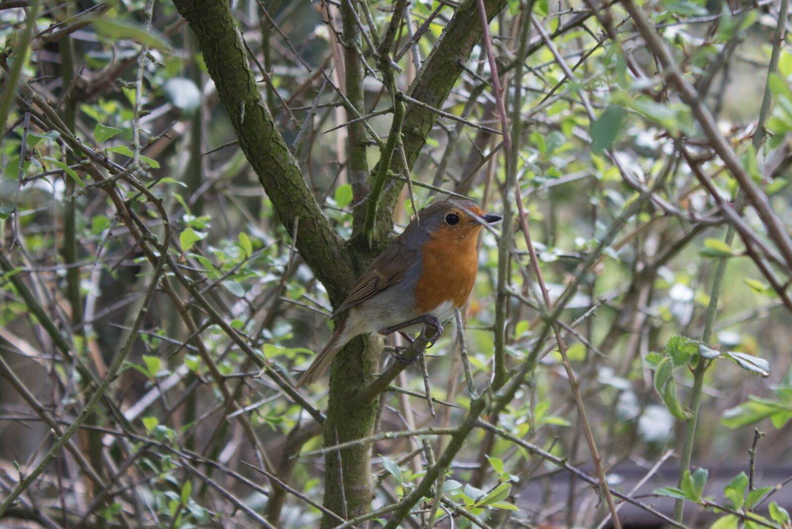 Canon EOS 600D (Rebel EOS T3i / EOS Kiss X5) sample photo. Robin, bird, england photography