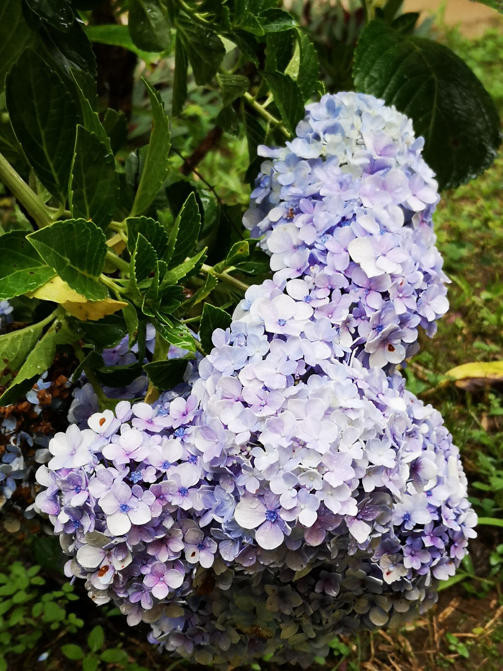 HUAWEI P20 sample photo. Nature, flower, spring photography