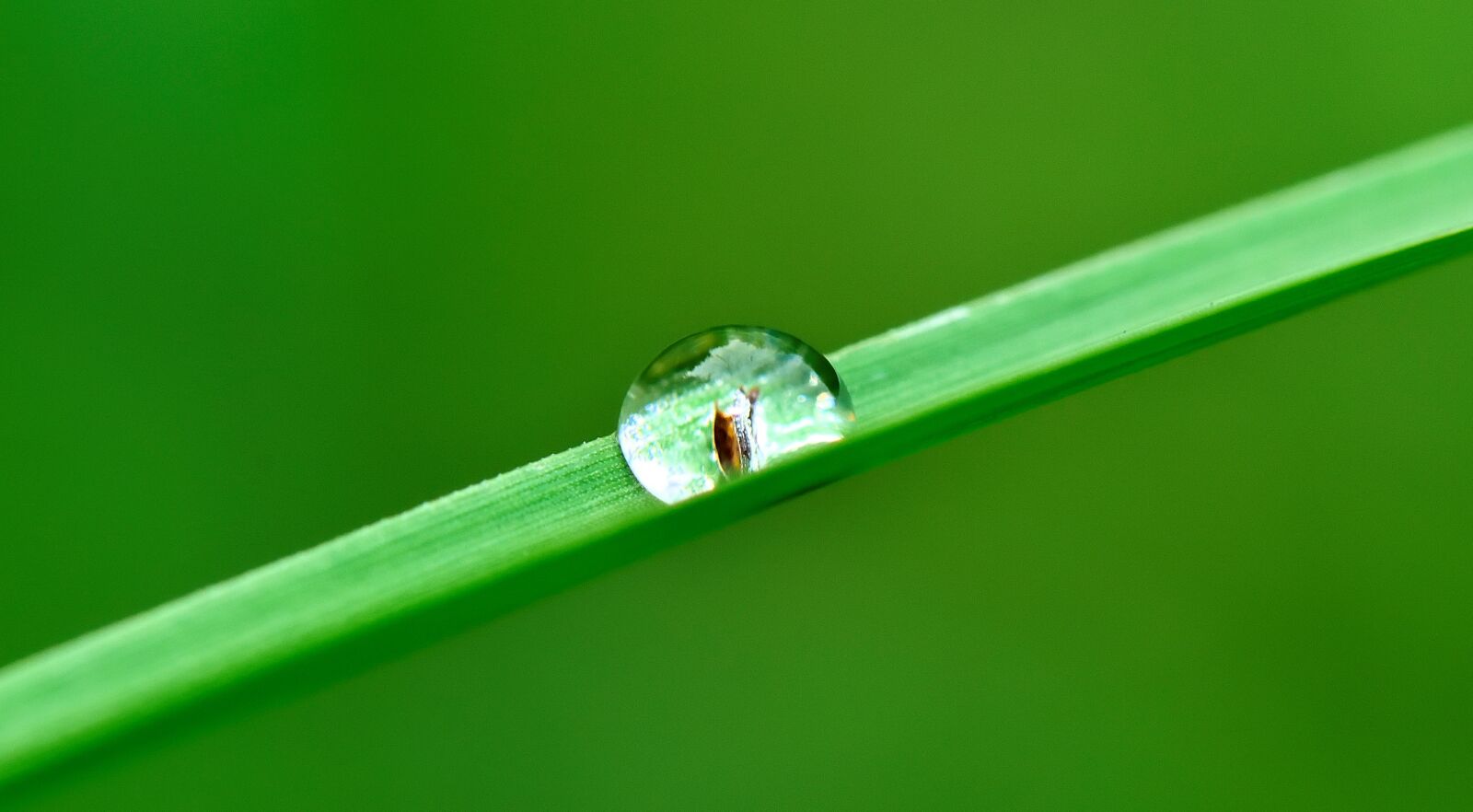 Nikon D5300 sample photo. Drop, water, grass photography