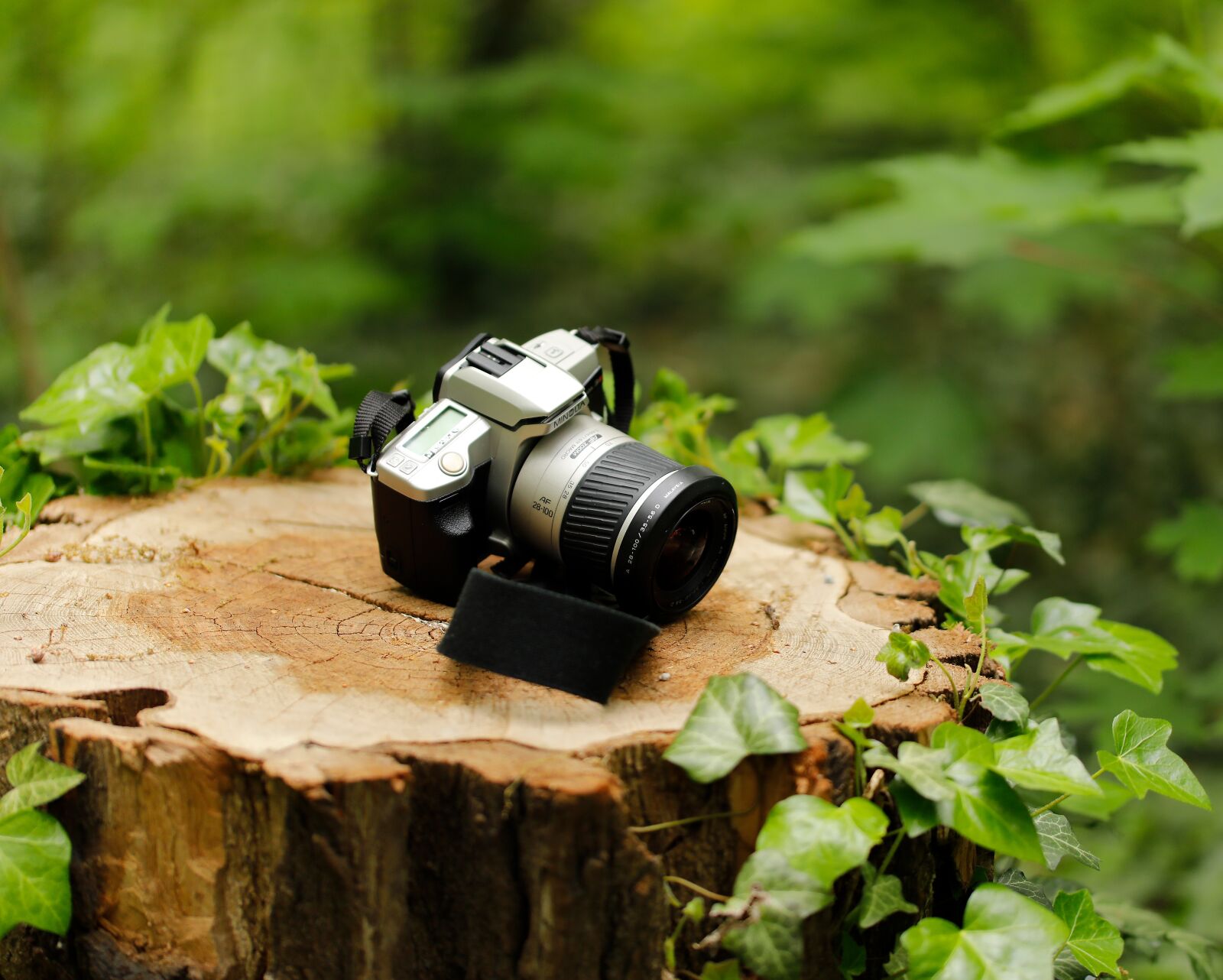 Canon EOS 5D Mark IV sample photo. Forest, camera, tree stump photography