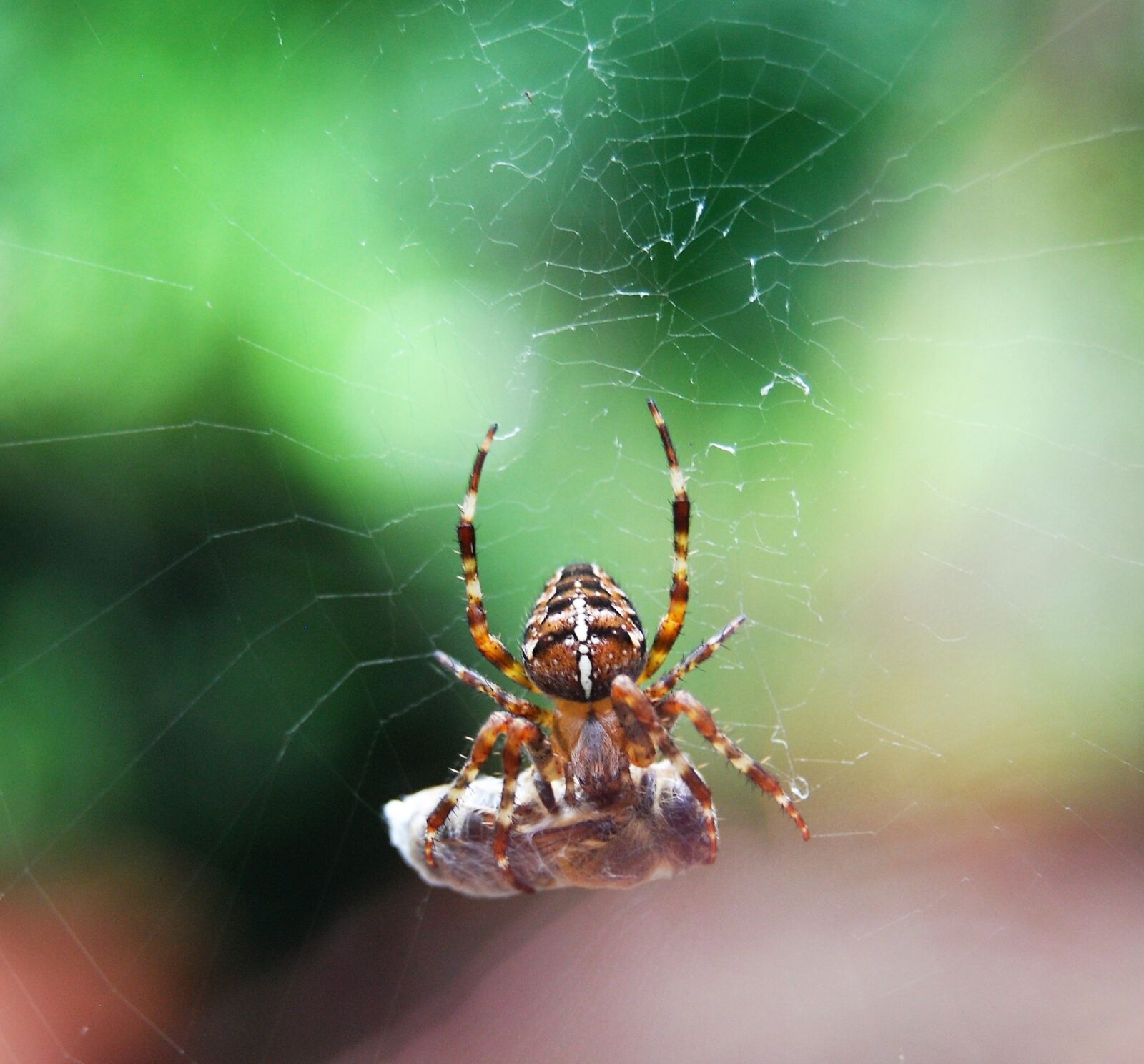 Nikon D40X sample photo. Araneus, prey, cocooned photography