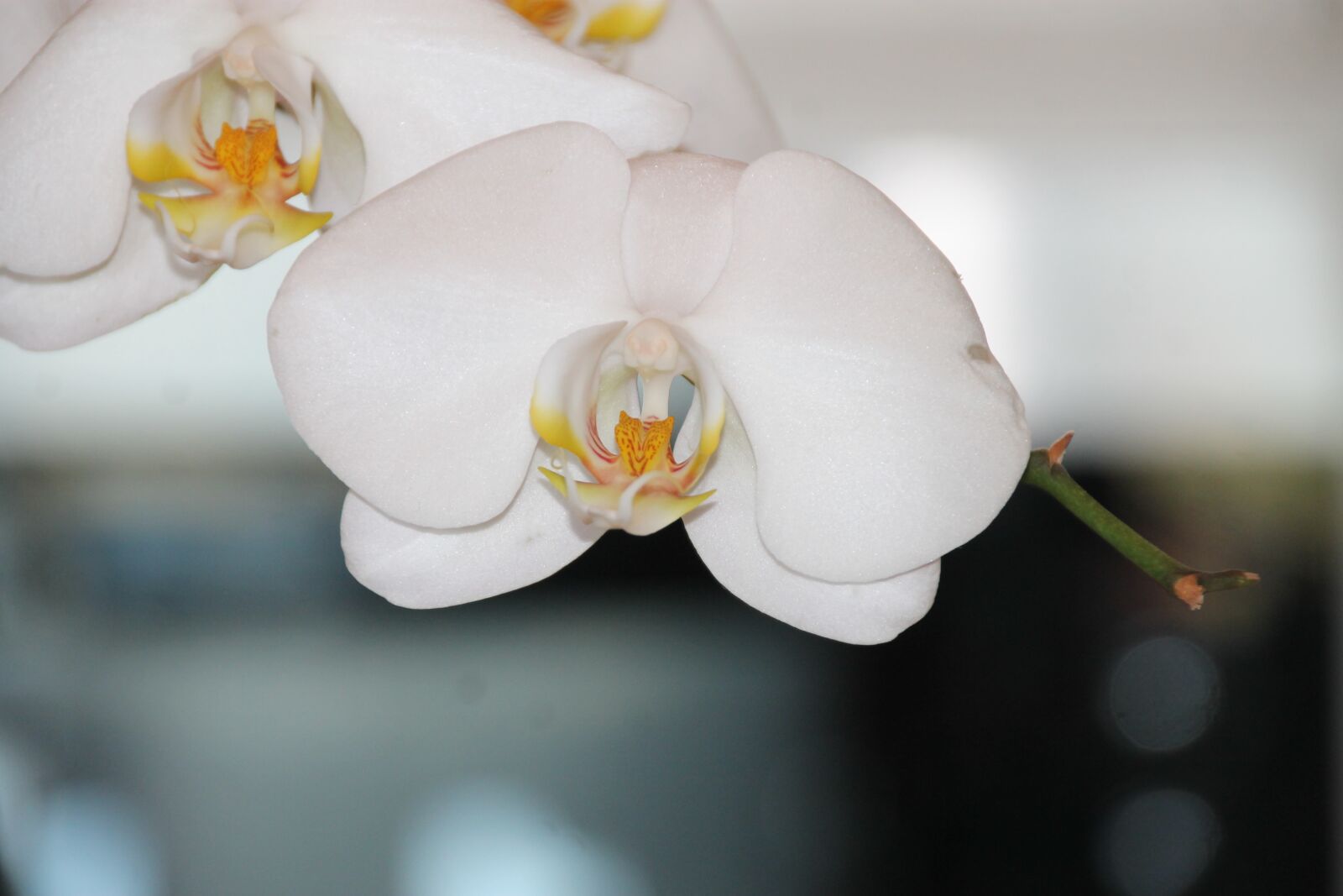 Canon EOS 1100D (EOS Rebel T3 / EOS Kiss X50) sample photo. Orchid, flower, floral photography