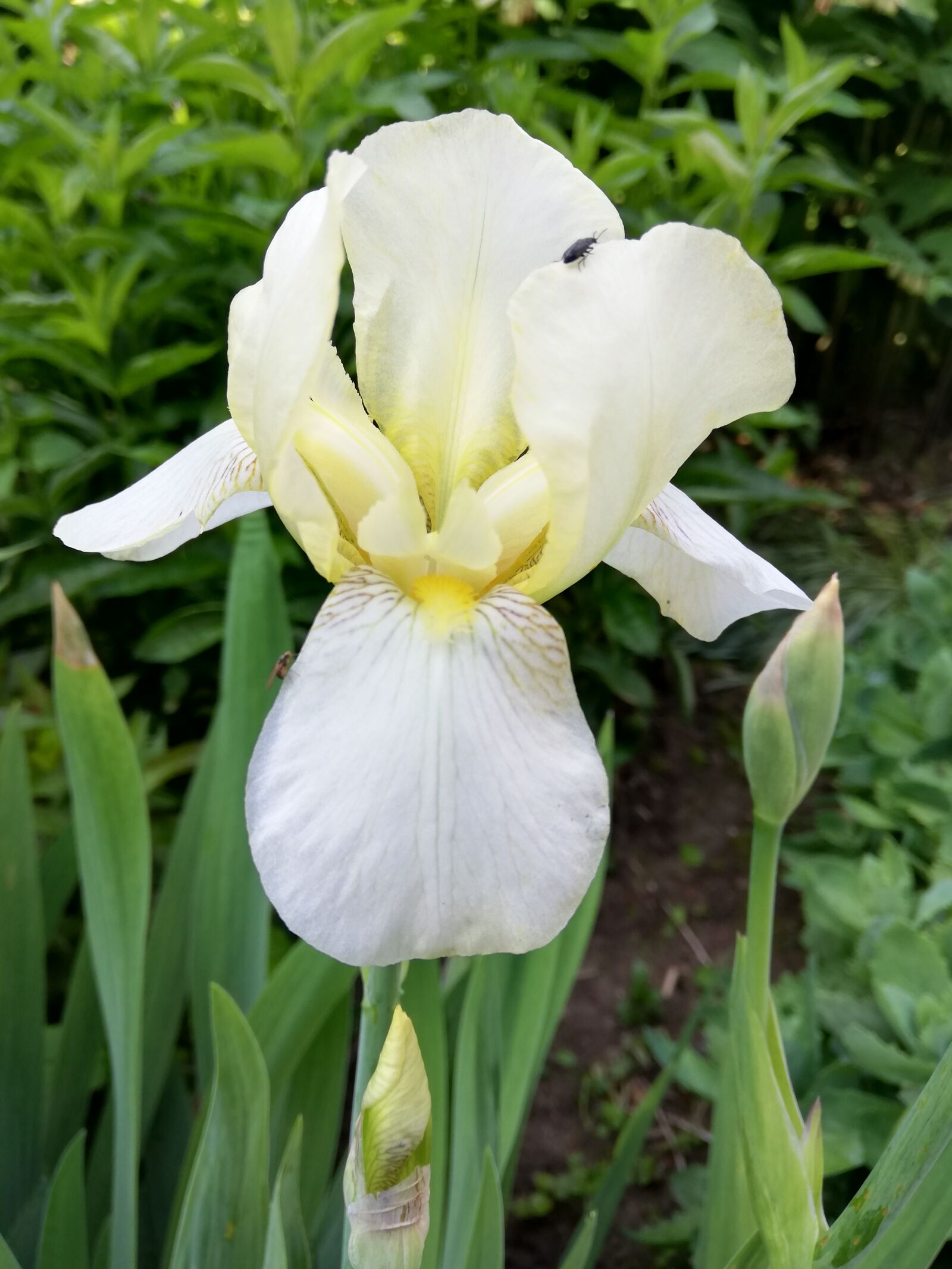 HUAWEI P20 lite sample photo. Tulip, flower, growing photography