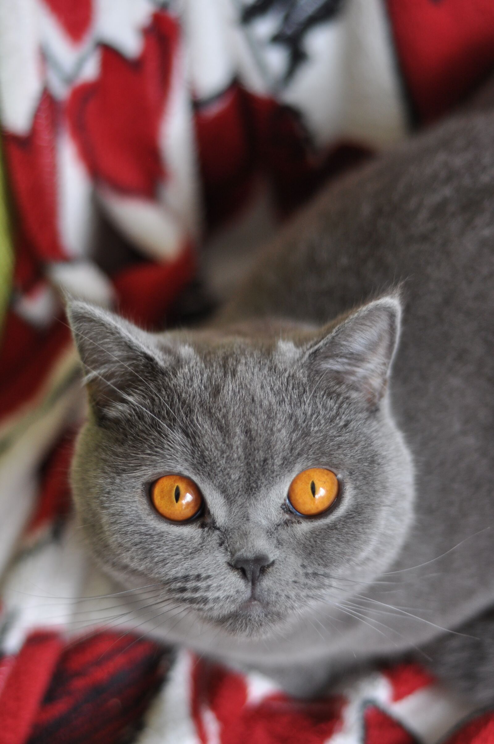 Nikon D90 sample photo. Cat, british shorthair cat photography