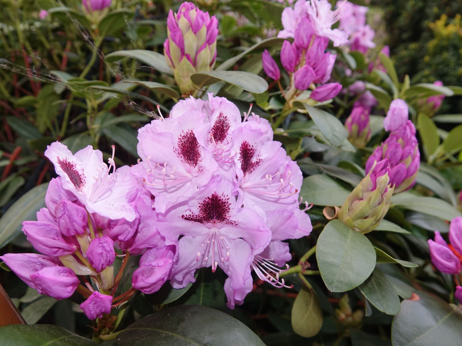 Sony Cyber-shot DSC-RX10 III sample photo. Rhododendron, flower, garden photography