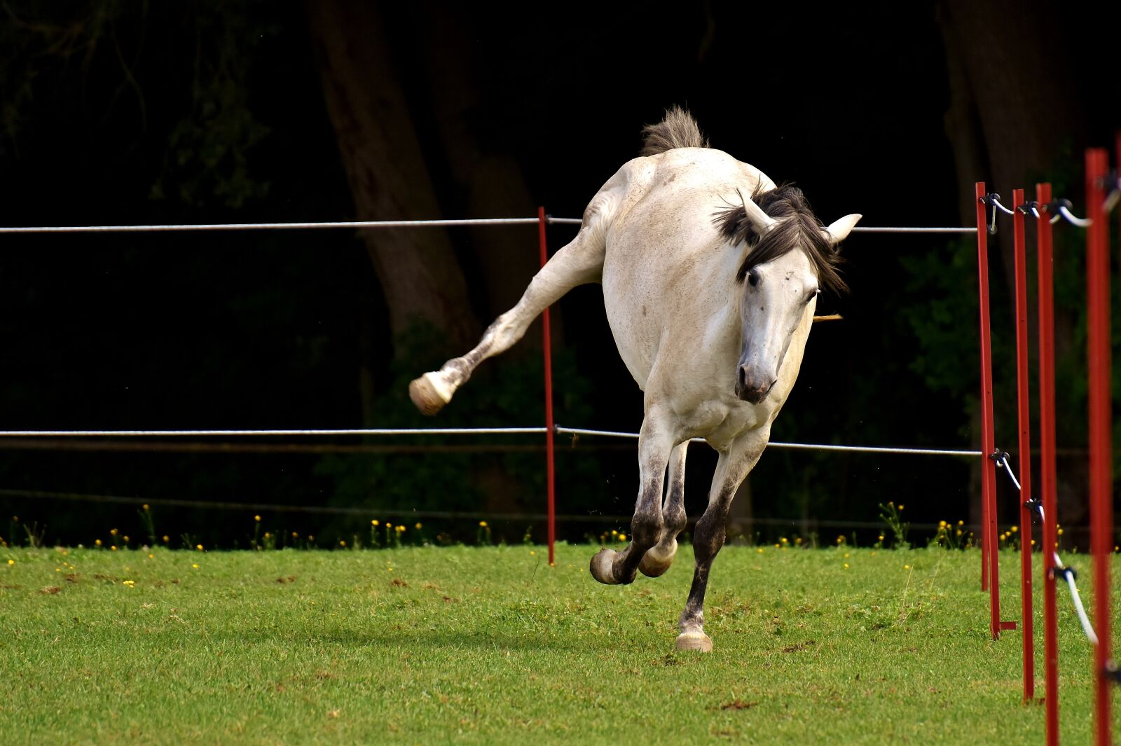 Nikon D7200 sample photo. Mold, horse, love for photography