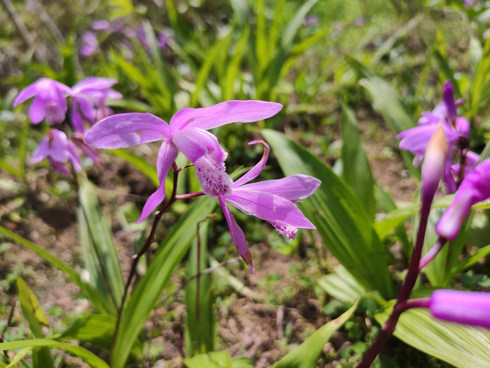 Xiaomi Redmi K20 Pro sample photo. Purple flower, flower, spring photography