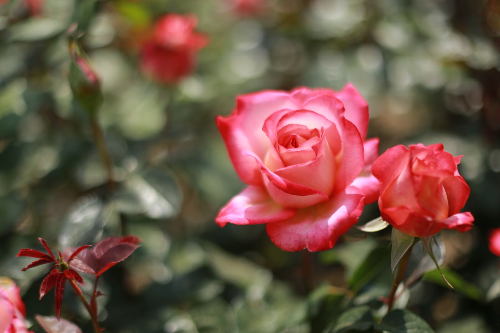 Canon EOS 6D + Canon EF 50mm F1.4 USM sample photo. Noel online gift shop photography