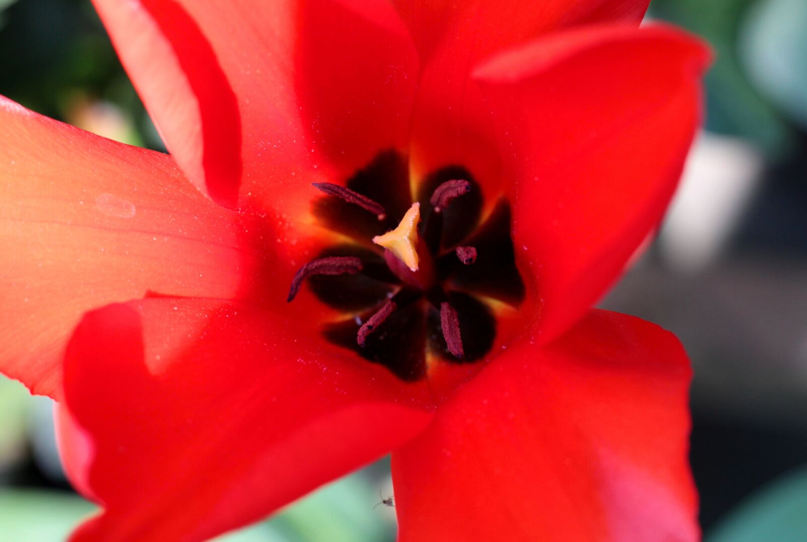 Canon EOS 600D (Rebel EOS T3i / EOS Kiss X5) + Canon EF 50mm F1.8 STM sample photo. Tulip, red, voorjaarsbloem photography
