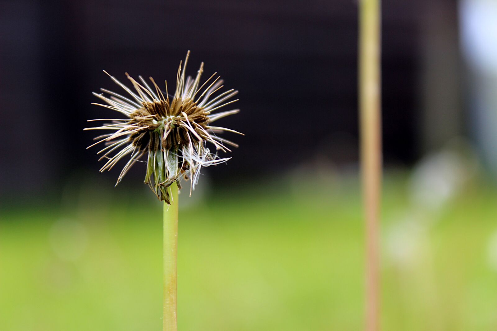 Canon EOS 600D (Rebel EOS T3i / EOS Kiss X5) sample photo. Dandelion, meadow, seeds photography