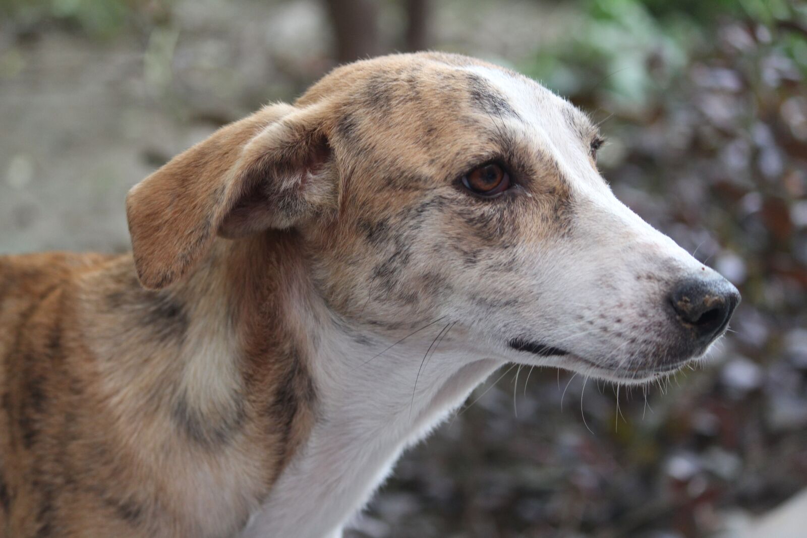 Canon EOS 1200D (EOS Rebel T5 / EOS Kiss X70 / EOS Hi) sample photo. Dog, canine, stare photography