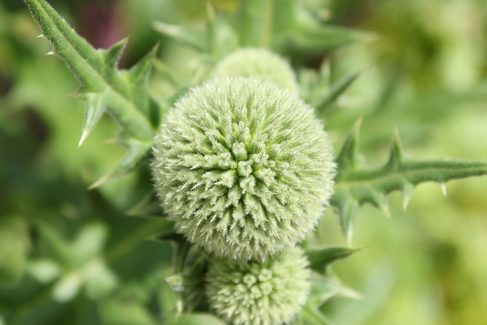Canon EOS 500D (EOS Rebel T1i / EOS Kiss X3) sample photo. Thistle, flower, garden photography