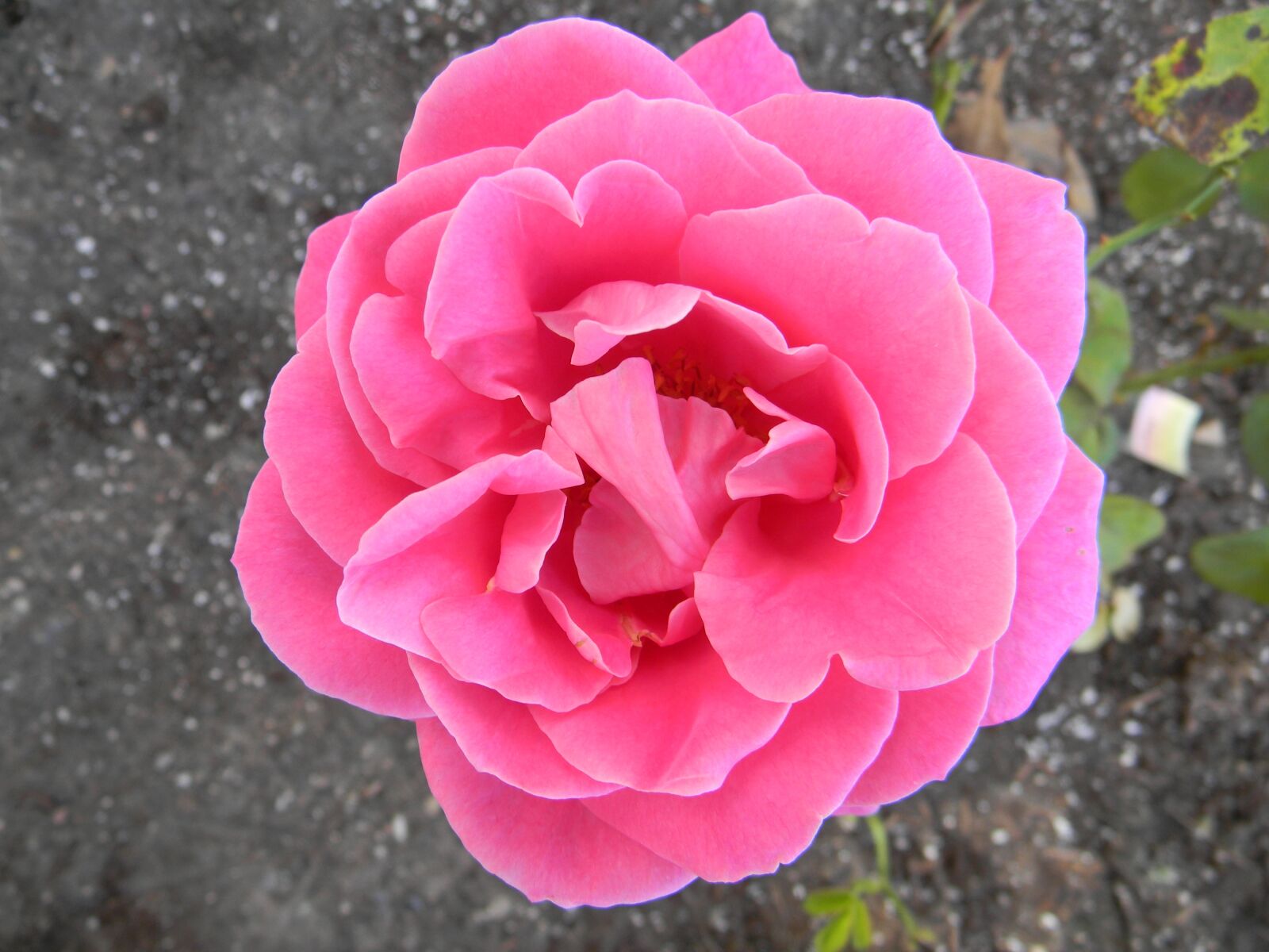 Nikon Coolpix L110 sample photo. Roses, garden, nature photography