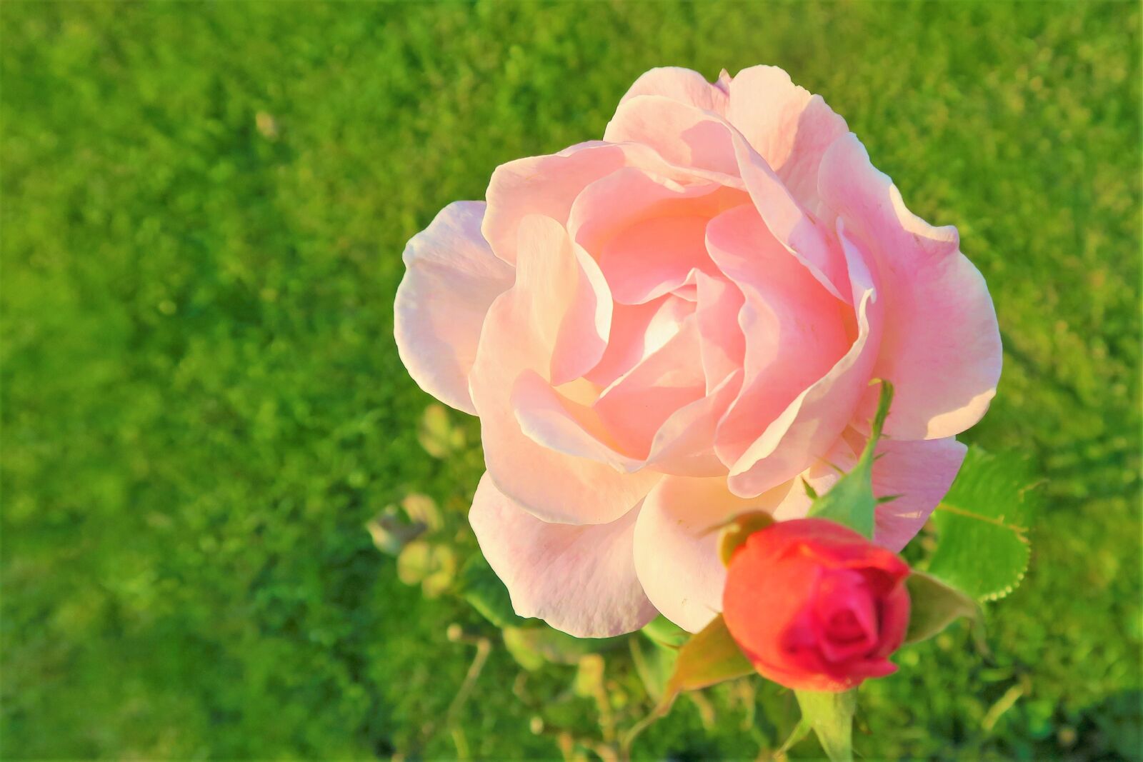 Canon PowerShot G7 X sample photo. Rose, delicate, pink photography