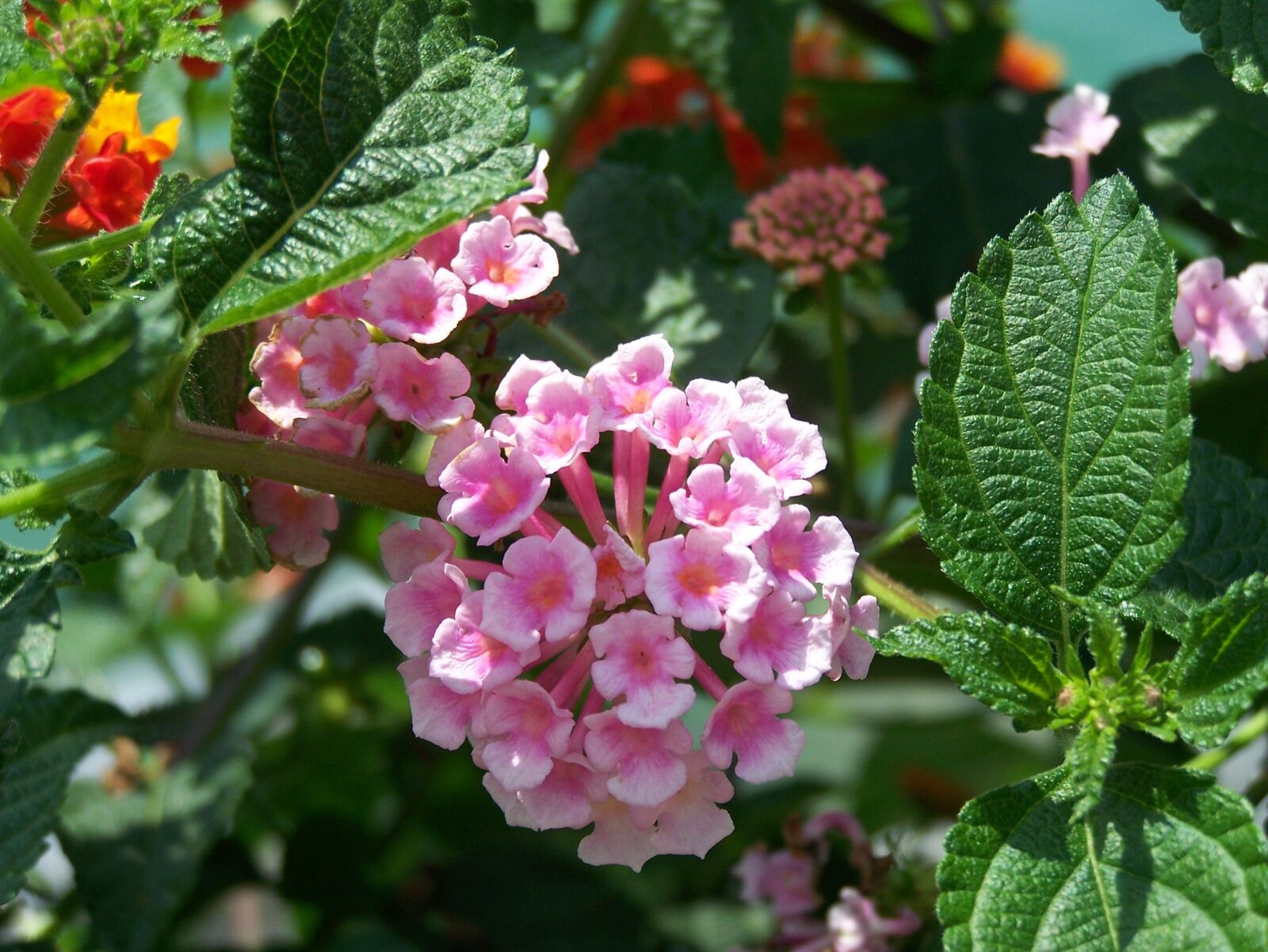 Kodak Z650 ZOOM DIGITAL CAMERA sample photo. Flower, flowers, pink photography
