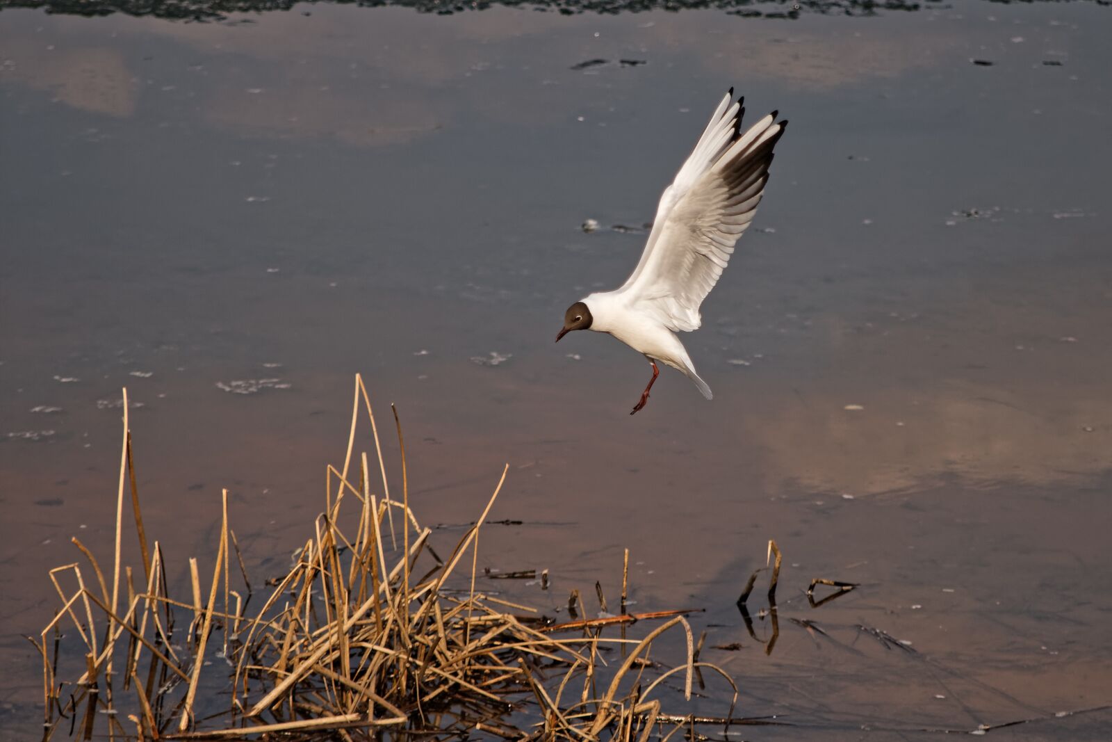Canon EOS 500D (EOS Rebel T1i / EOS Kiss X3) sample photo. Seagull, bird, flight photography