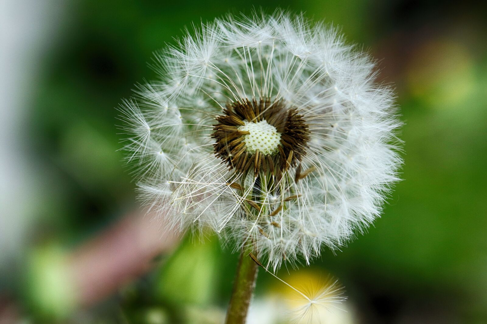Canon EOS 7D Mark II sample photo. Dandelion, spring flower, nature photography