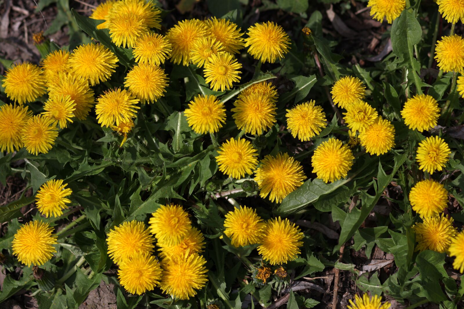 Canon EOS 700D (EOS Rebel T5i / EOS Kiss X7i) + Canon EF 85mm F1.8 USM sample photo. Dandelion, yellow, flower photography