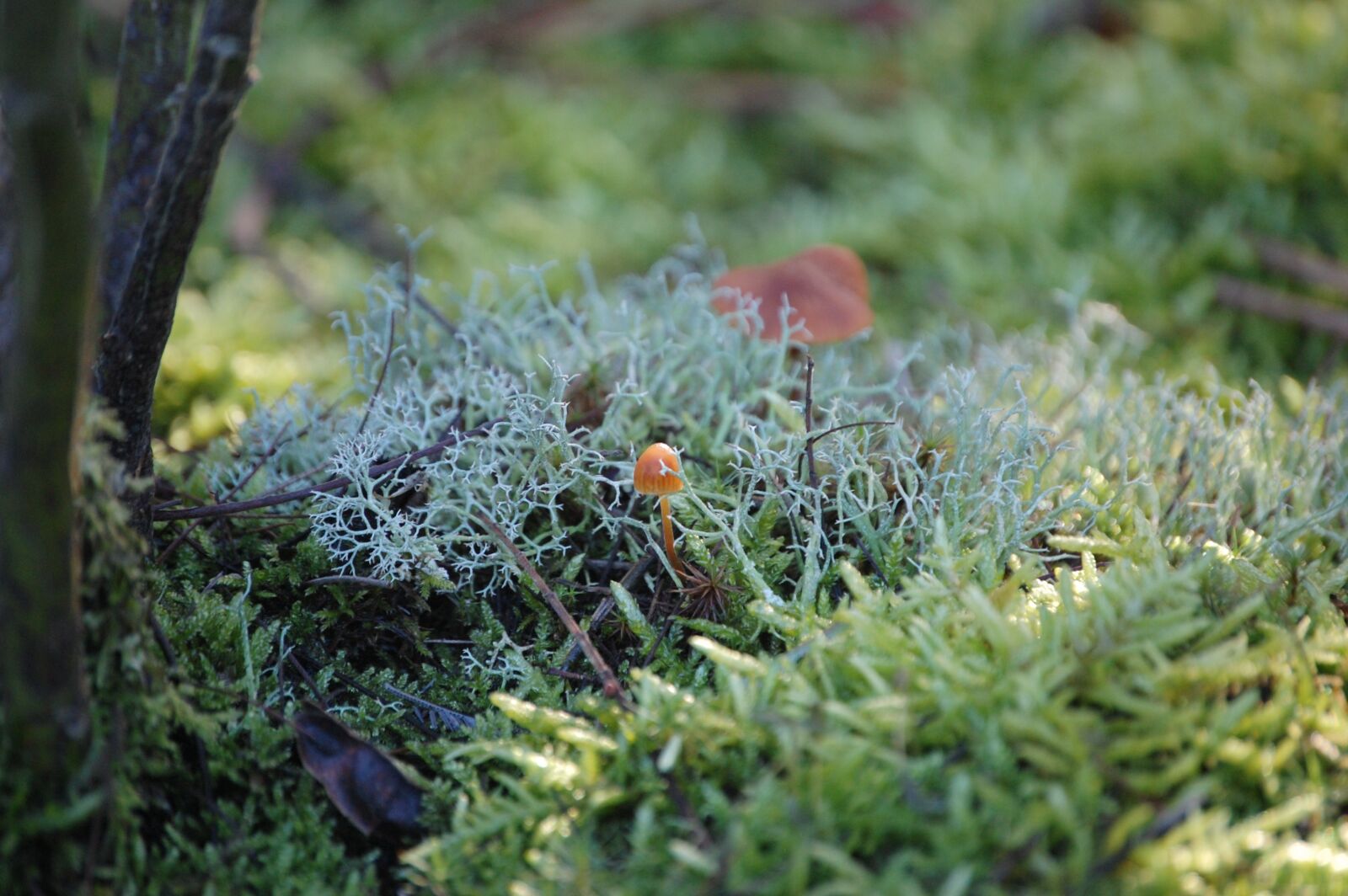 Nikon D40 sample photo. Mushrooms, forest, woods photography