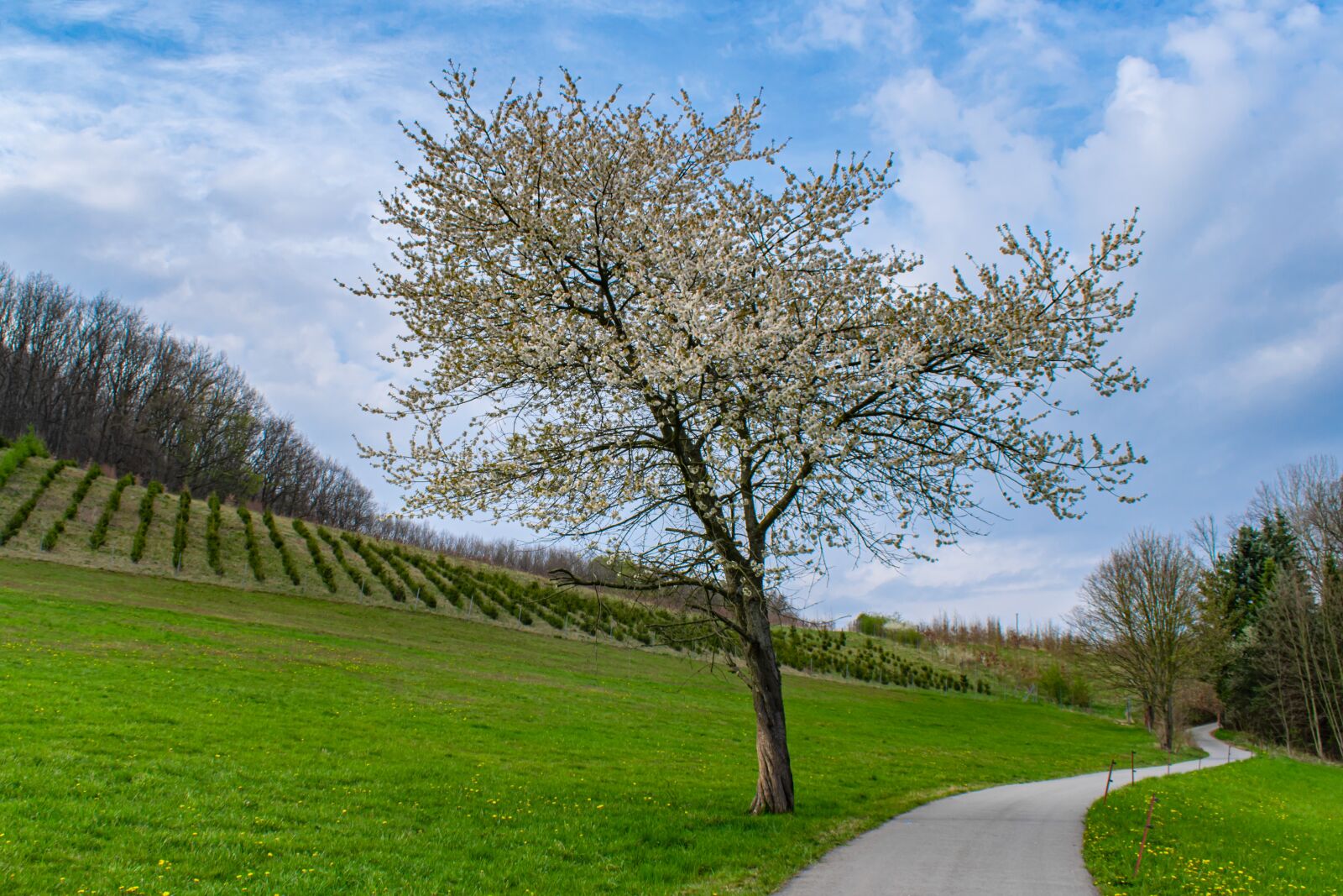 Nikon D5300 sample photo. Cherry tree, deciduous tree photography