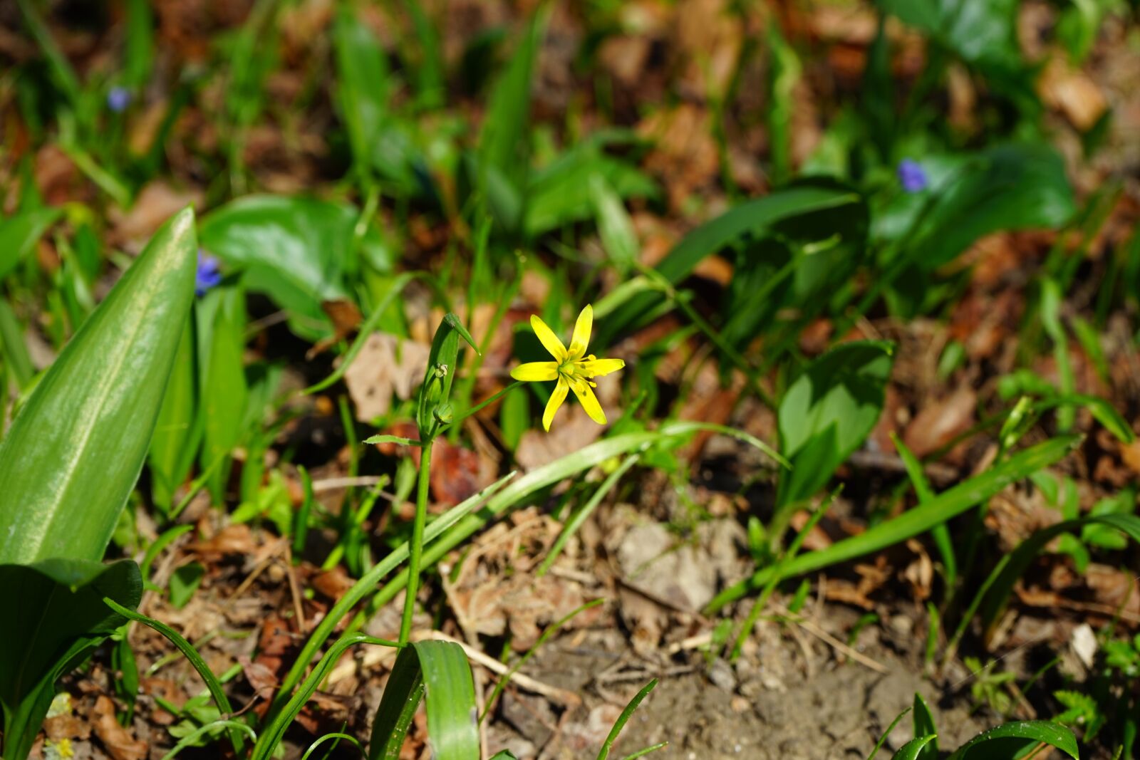 Sony a7 + Sony FE 28-70mm F3.5-5.6 OSS sample photo. Forest - yellow star photography