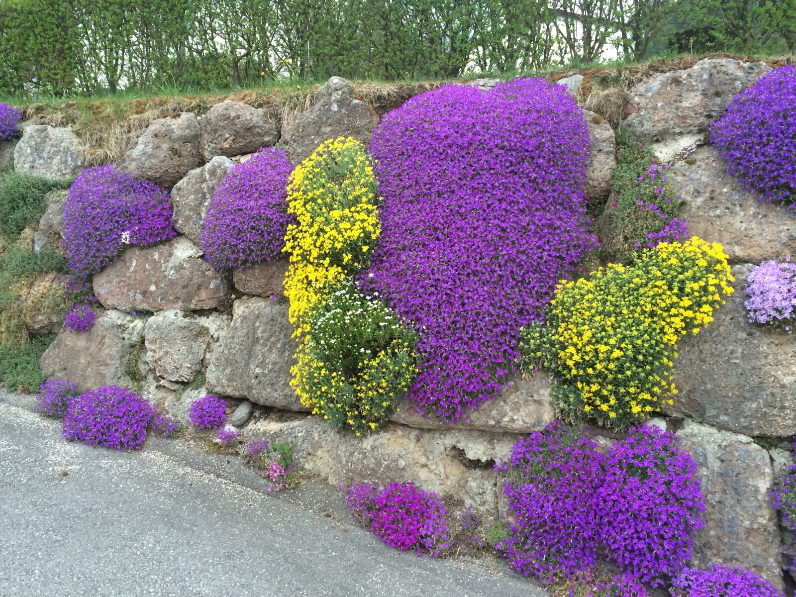 iPhone 5s back camera 4.15mm f/2.2 sample photo. Flowers, nature, stone wall photography