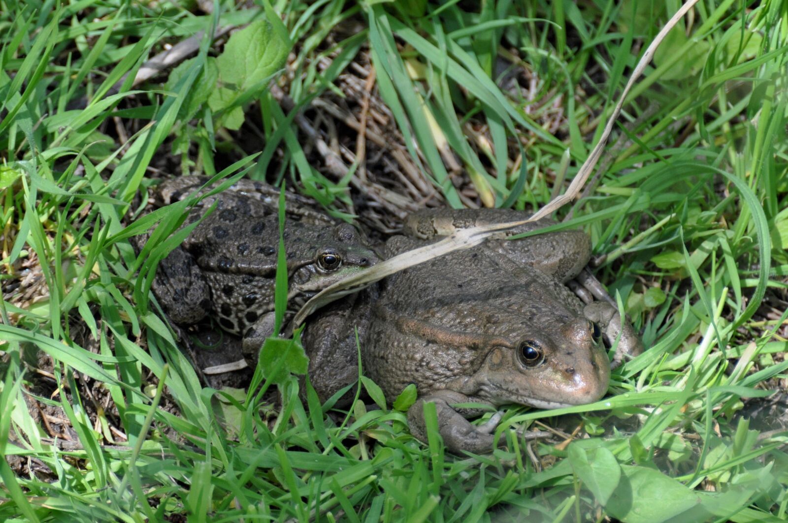 Nikon D90 sample photo. Toad, frog, animals photography