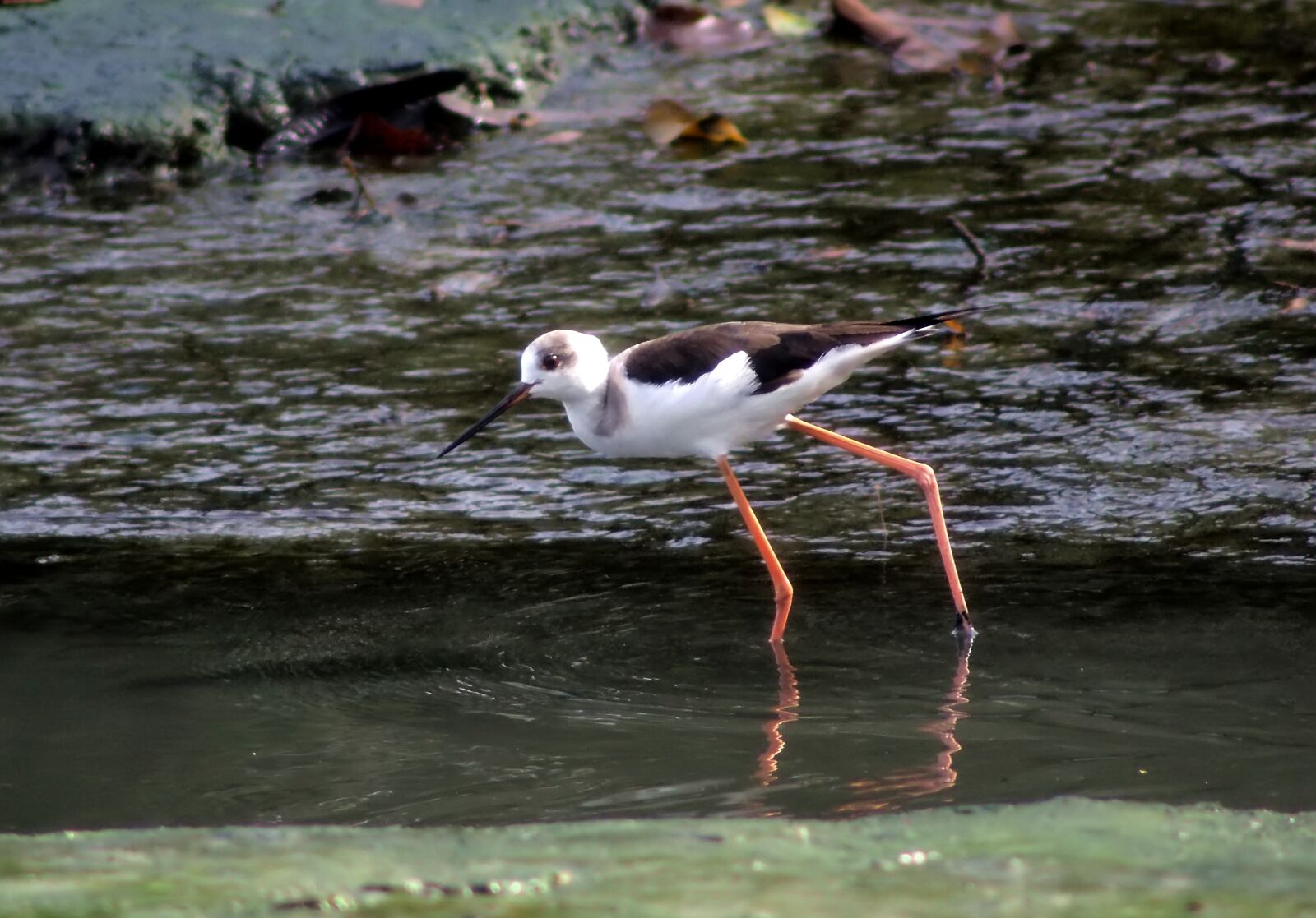 Olympus OM-D E-M1 sample photo. Migratory, bird, black photography