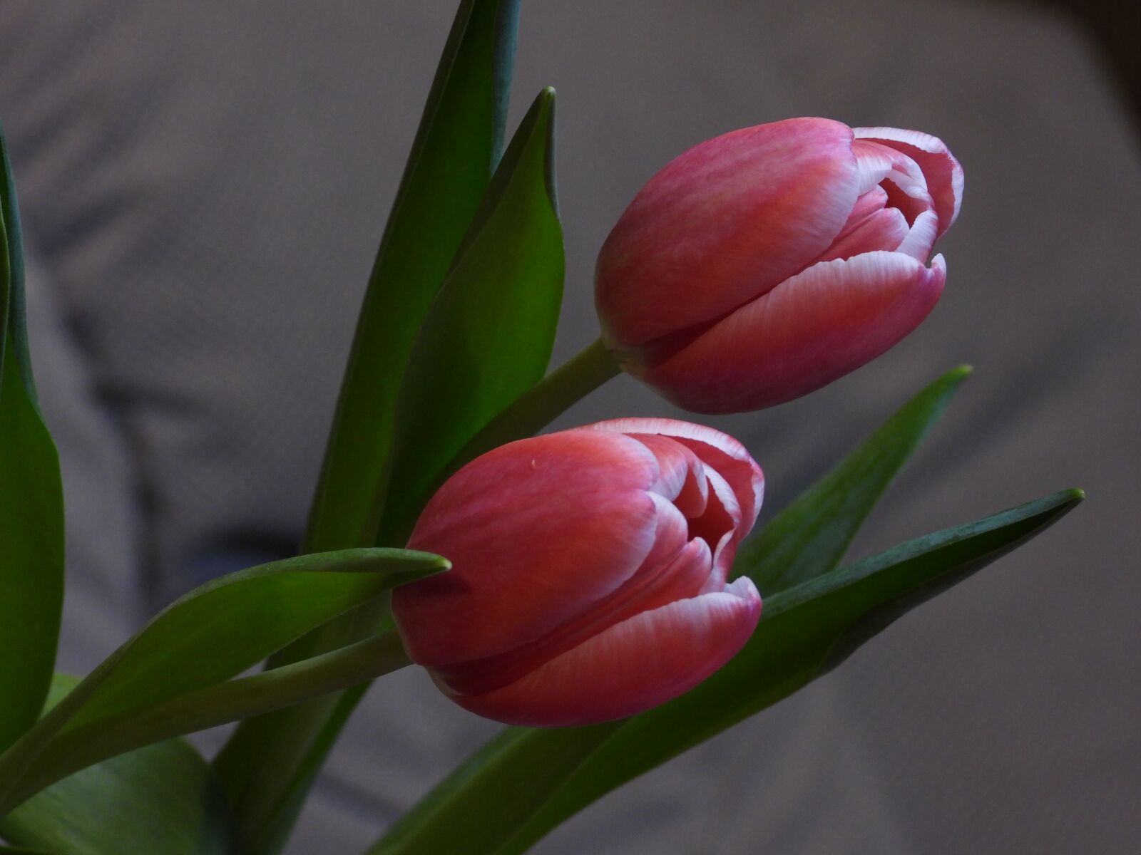 Nikon Coolpix P1000 sample photo. Tulips, tulip, flowers photography