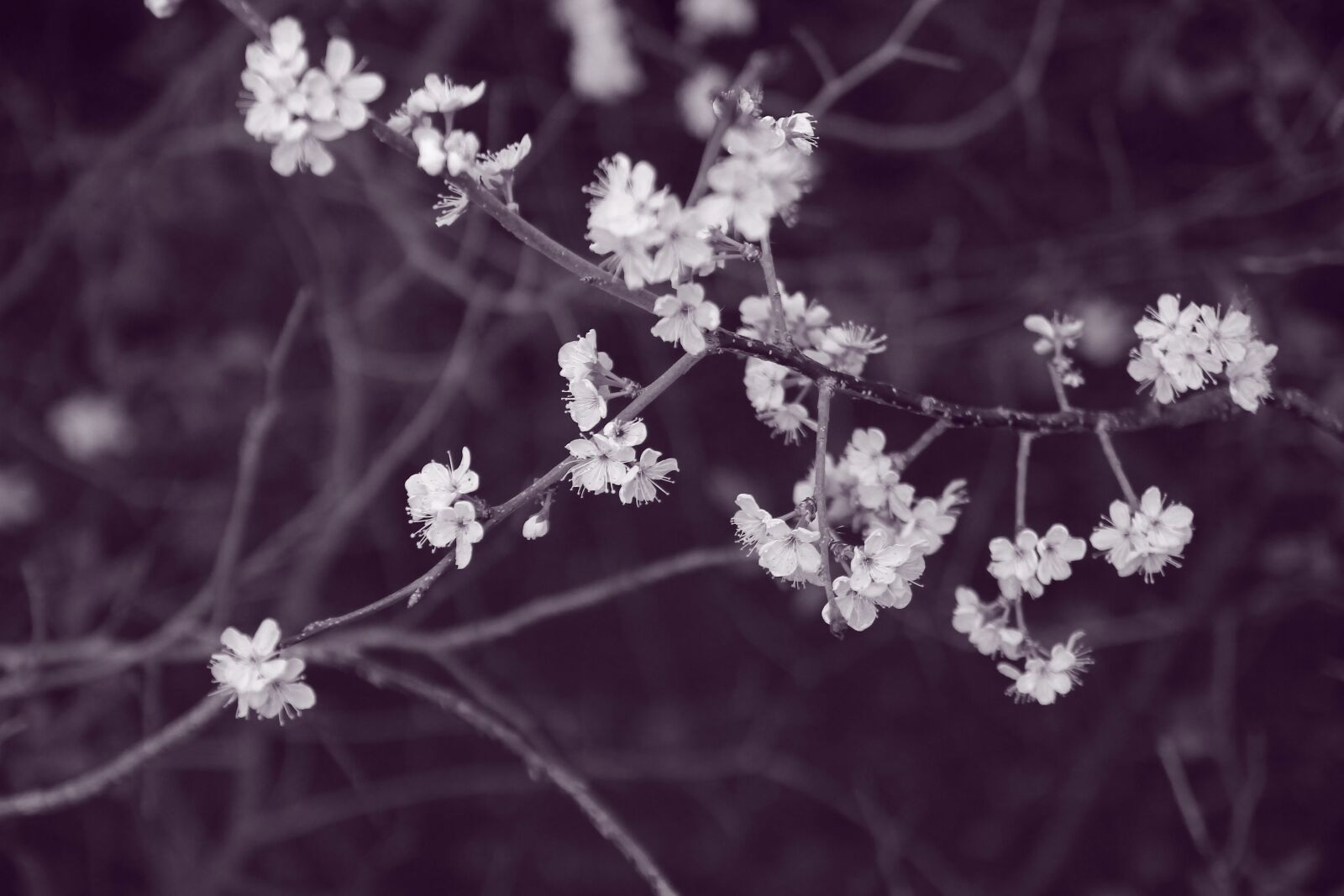 Canon EOS 550D (EOS Rebel T2i / EOS Kiss X4) sample photo. Spring, nature, flowers photography