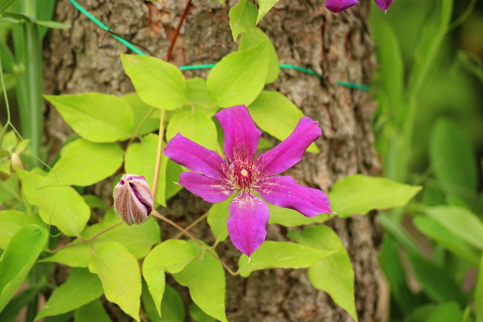 Canon EOS 1200D (EOS Rebel T5 / EOS Kiss X70 / EOS Hi) sample photo. Clematis, flowering, purple flower photography