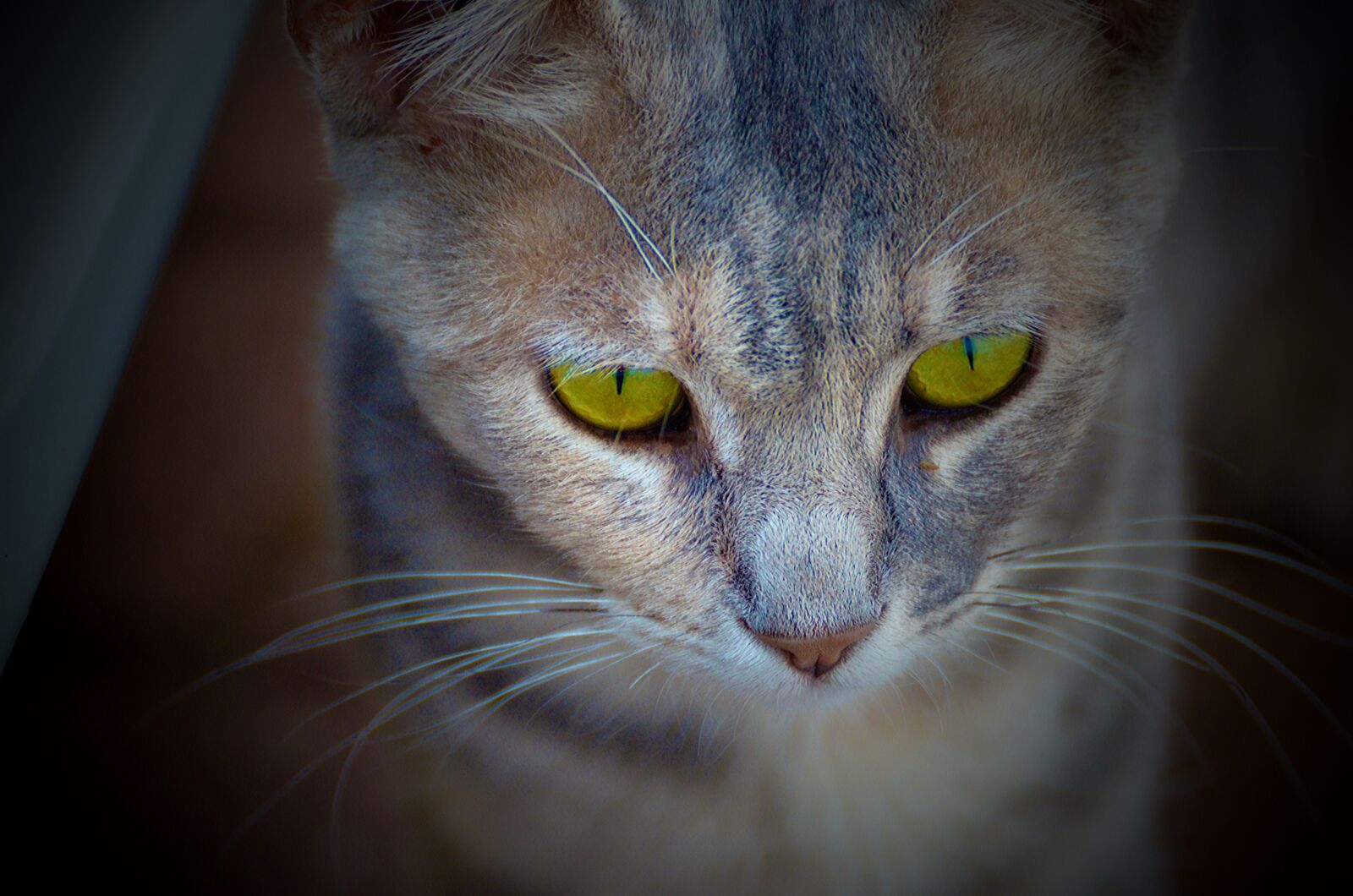 Nikon D7000 sample photo. Cat, portrait, mammal photography