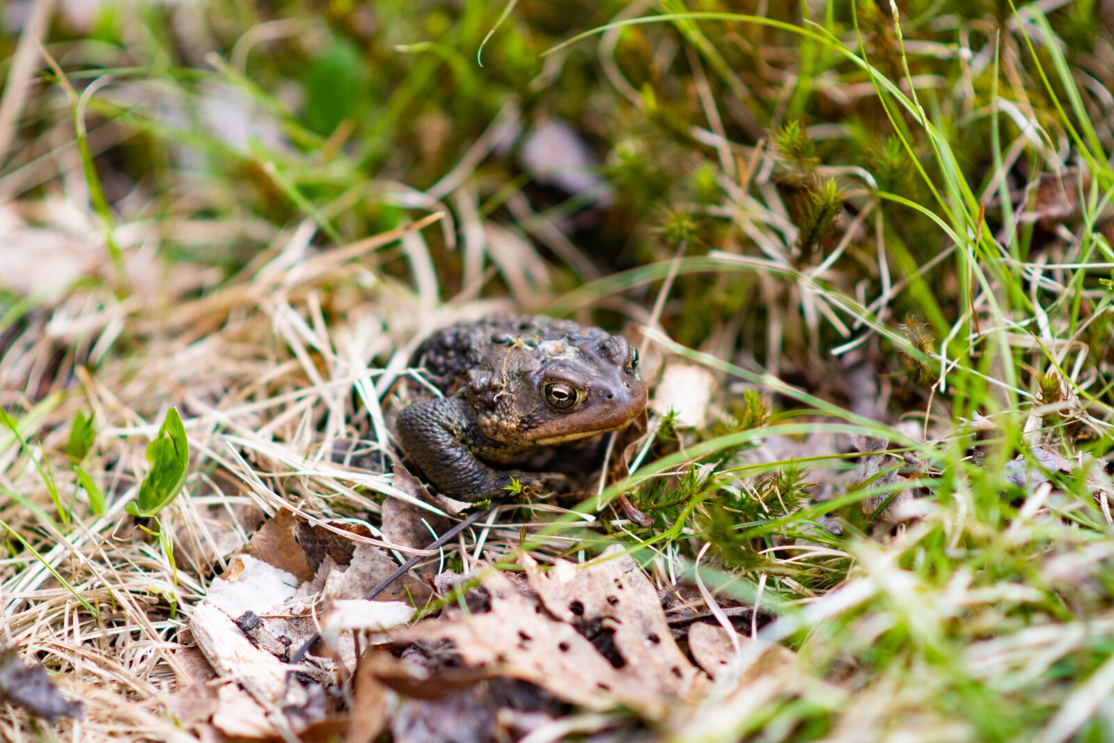 Nikon D500 sample photo. Bull forg, frog, outdoors photography