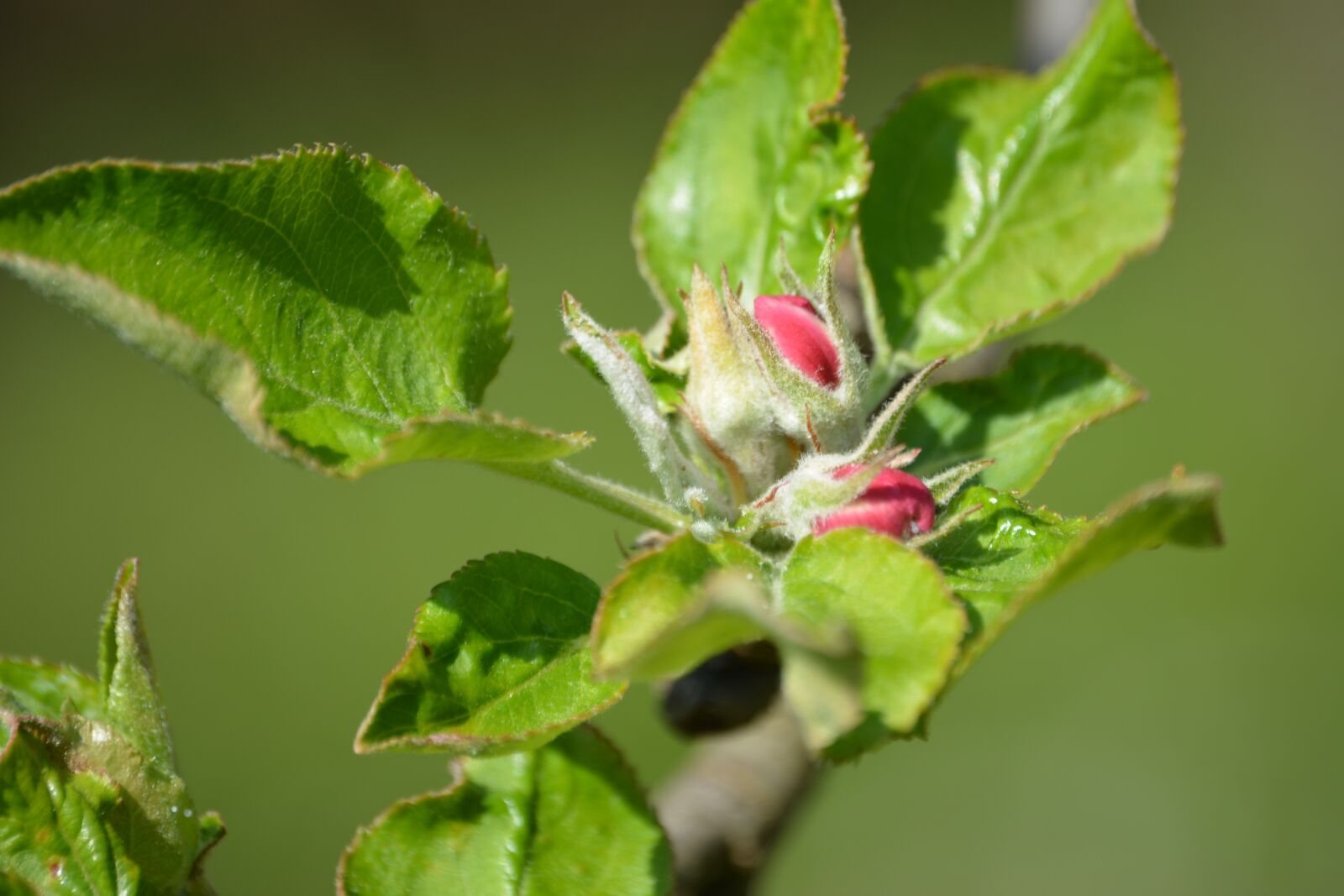 Nikon D5200 sample photo. Tree, bud, spring photography