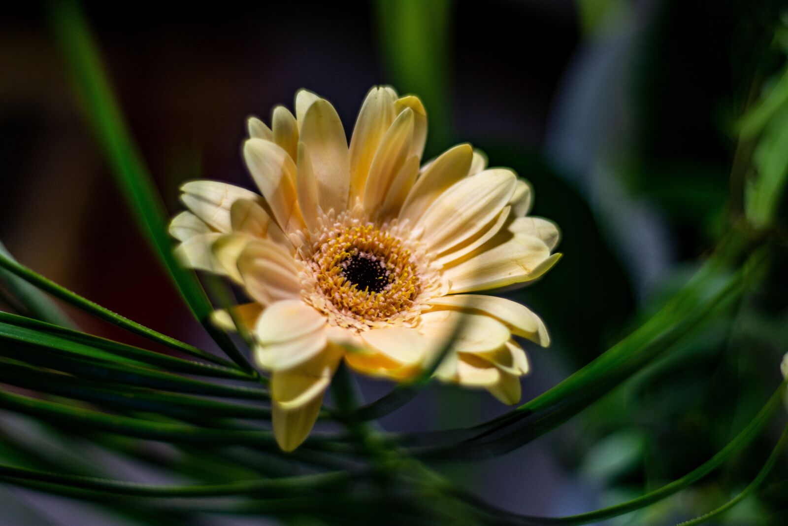 Nikon D7100 sample photo. Gerbera, flower, in bloom photography