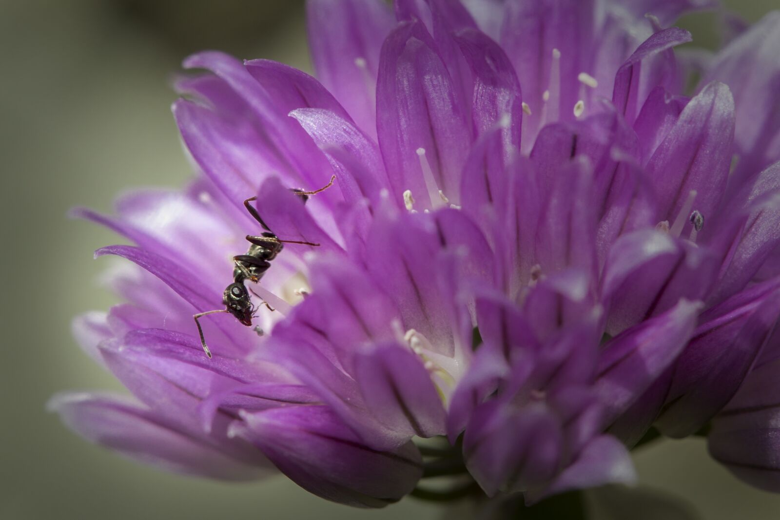 Canon EOS-1D X sample photo. Ant, insect, nature photography
