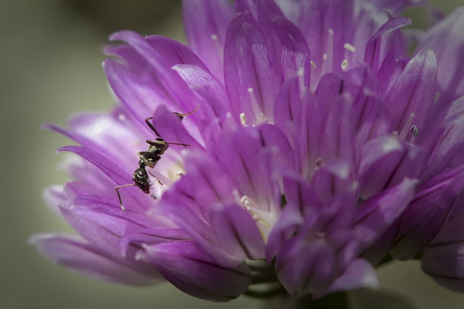 Canon EOS-1D X + Canon EF 100mm F2.8L Macro IS USM sample photo. Ant, insect, nature photography