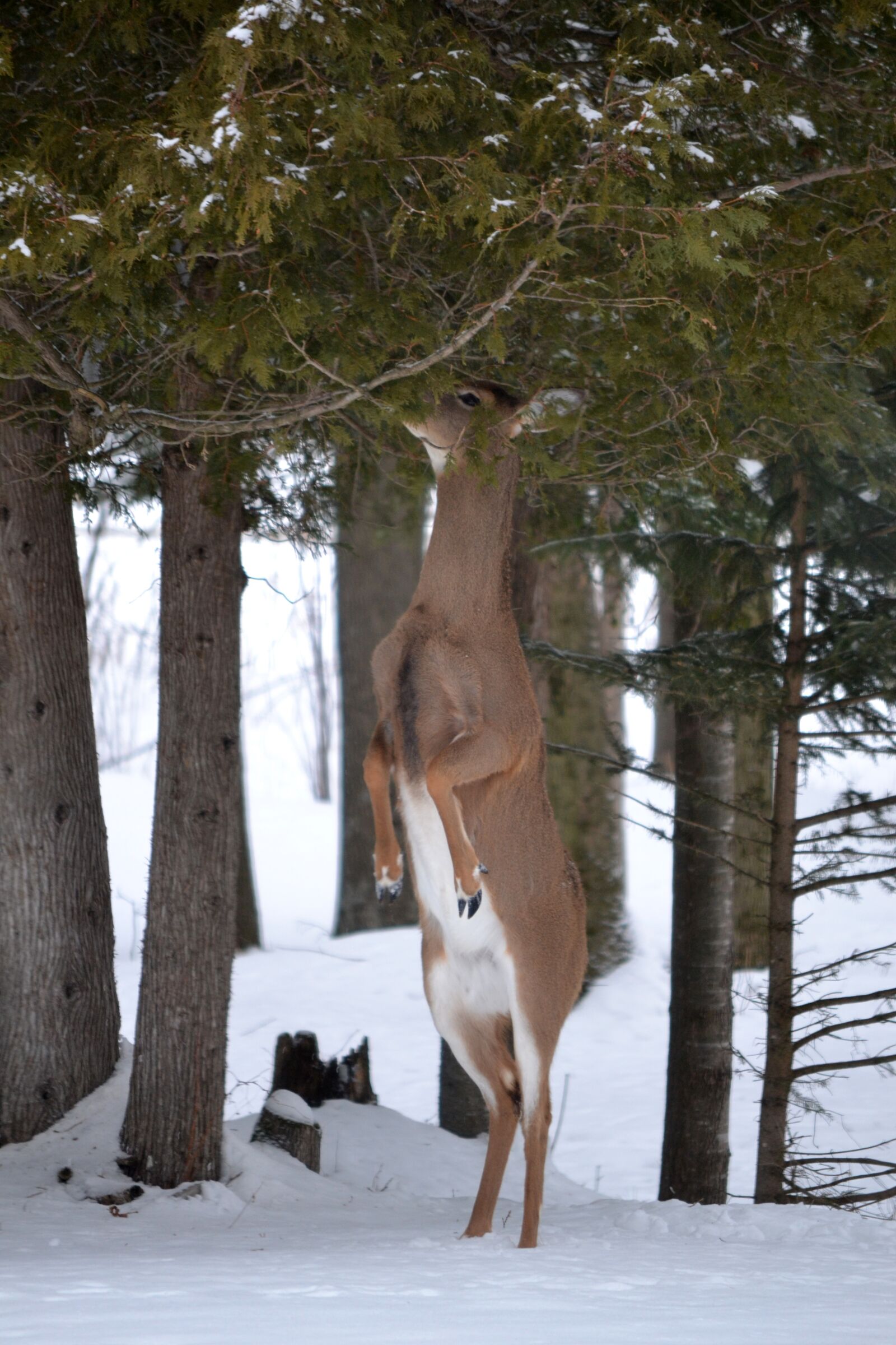 Nikon D3100 sample photo. Animal, wildlife deer, doe photography
