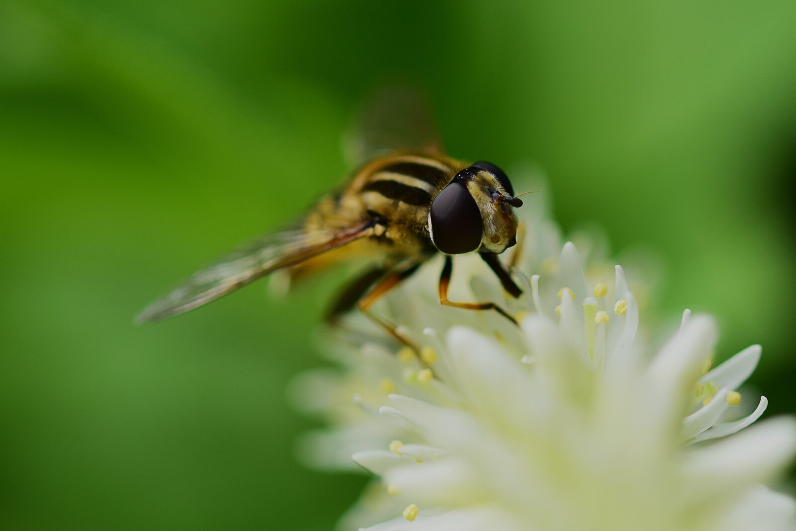 Nikon D3300 sample photo. Hoverfly, syrphidae, helophilus photography