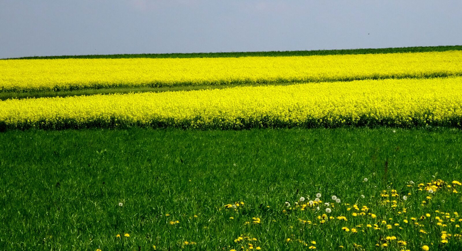Sony Cyber-shot DSC-WX350 sample photo. Farbenspiel, flower meadow, yellow photography