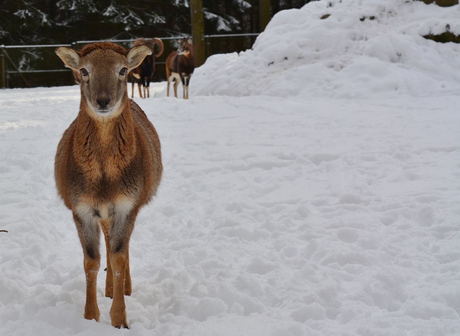 Nikon D5200 sample photo. Sheep, winter, nature photography