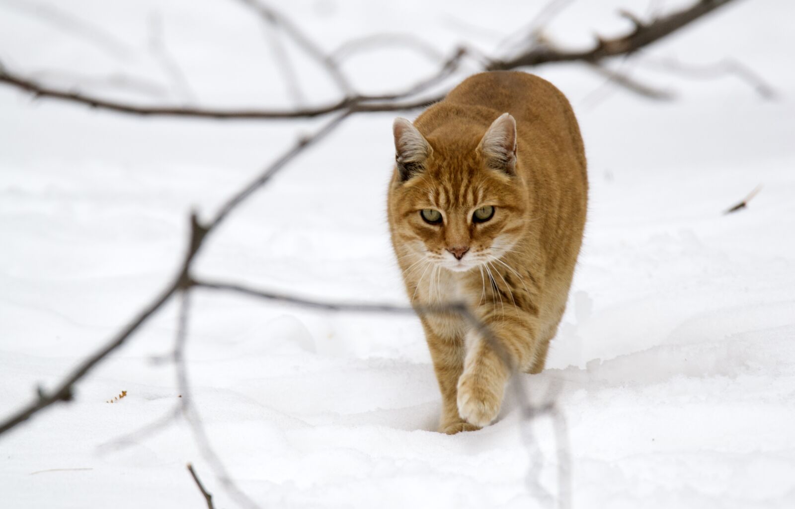 Nikon D3100 sample photo. Animals, cat, tabby photography