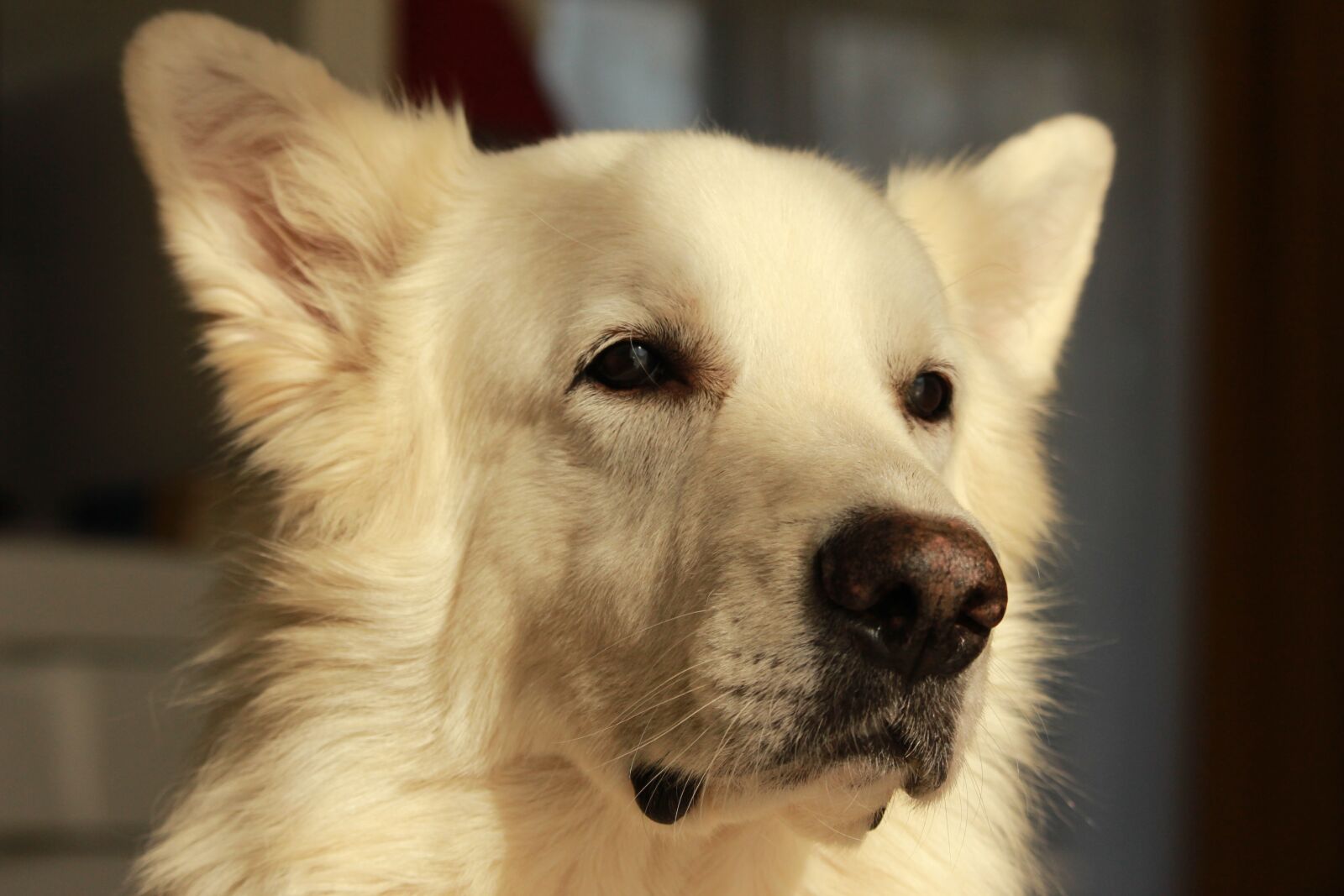 Canon EOS 1200D (EOS Rebel T5 / EOS Kiss X70 / EOS Hi) sample photo. Swiss white shepherd, animals photography