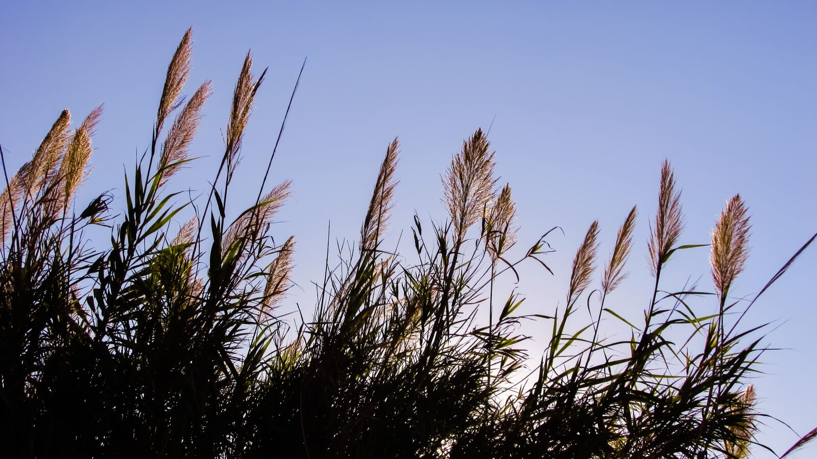 Canon PowerShot SX400 IS sample photo. Reeds, sky, light photography