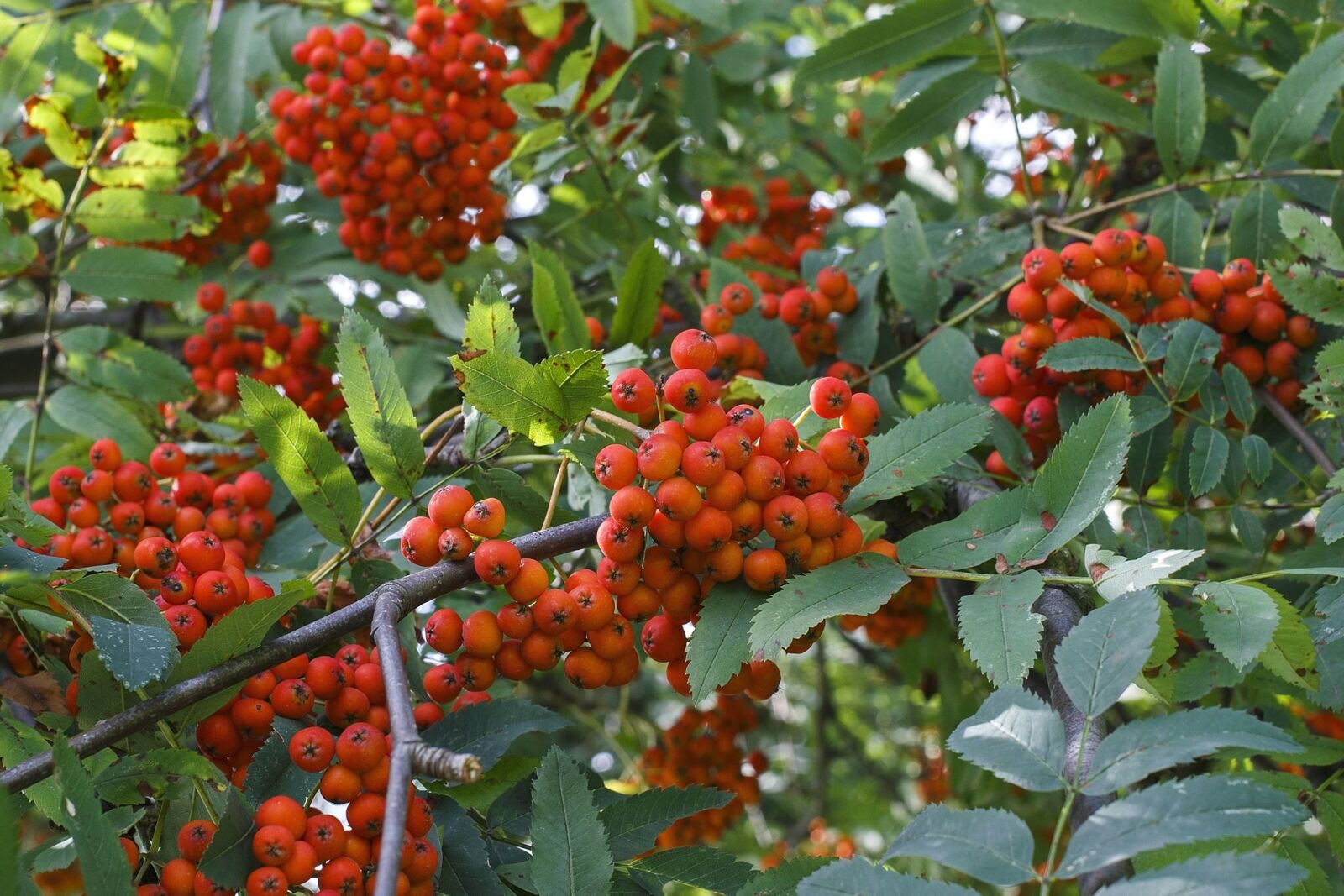 Canon EOS 100D (EOS Rebel SL1 / EOS Kiss X7) sample photo. Fruit, food, wood, leaf photography