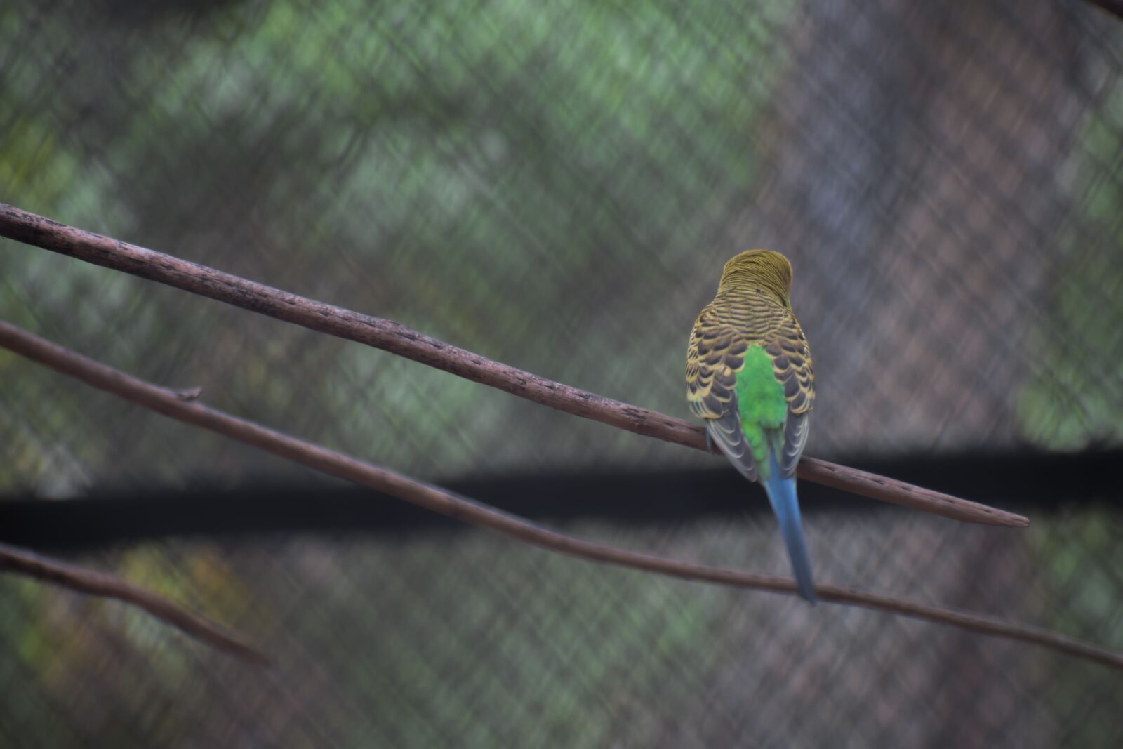 Nikon D5300 sample photo. Parrot, green parrot, bird photography