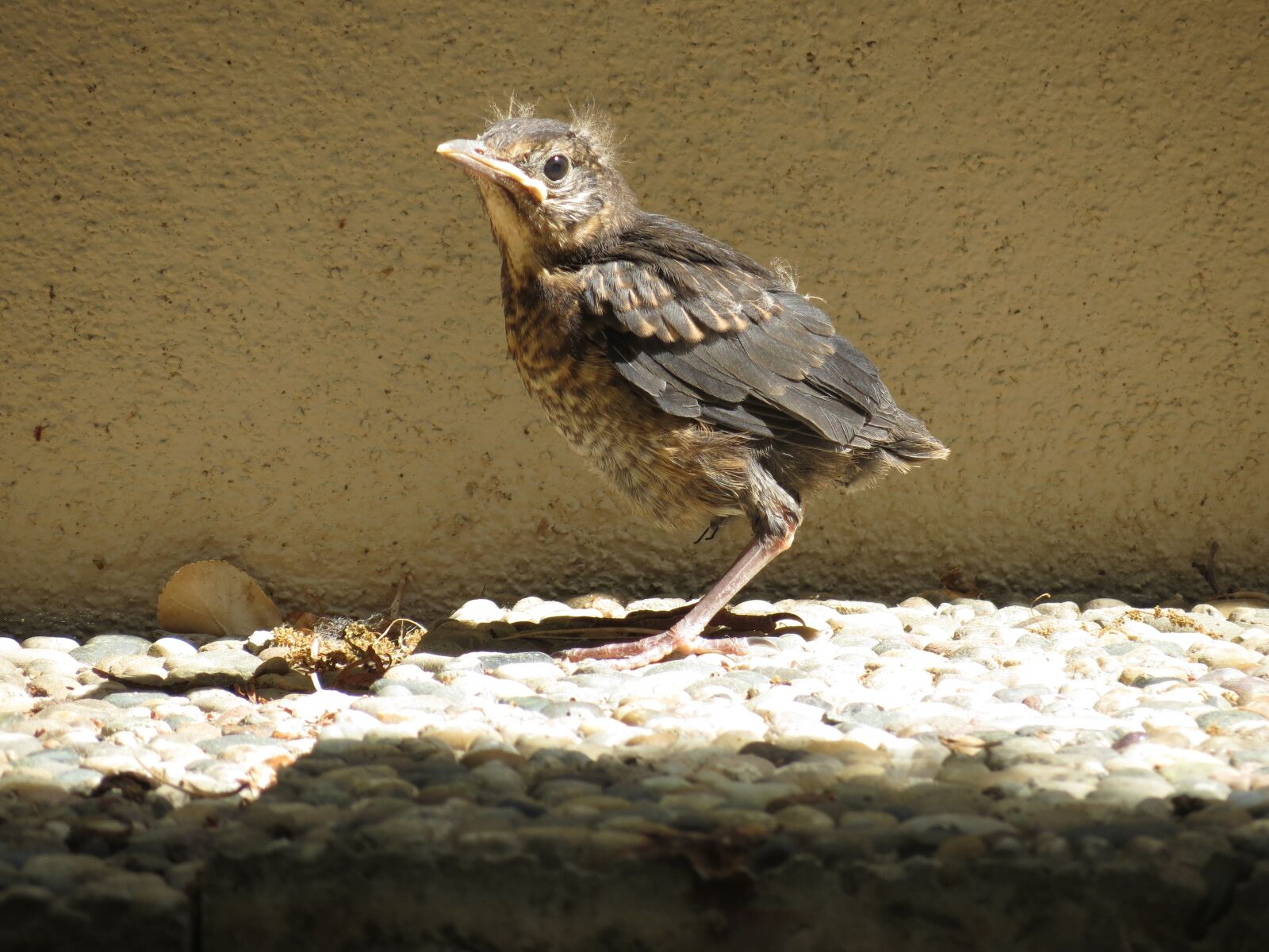 Canon PowerShot SX40 HS sample photo. Bird, blackbird, baby photography