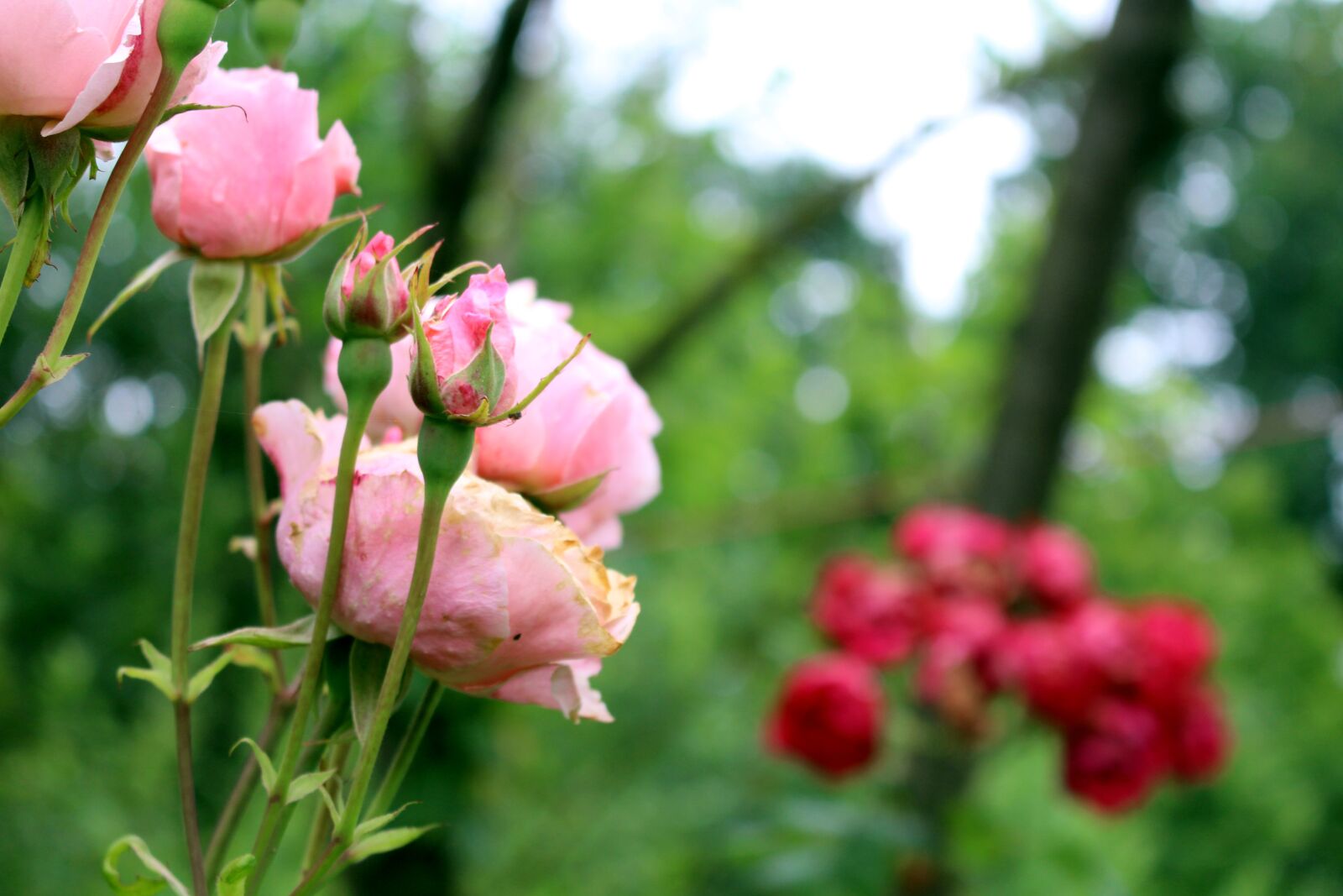 Canon EOS 700D (EOS Rebel T5i / EOS Kiss X7i) sample photo. Roses, pink, blossom photography