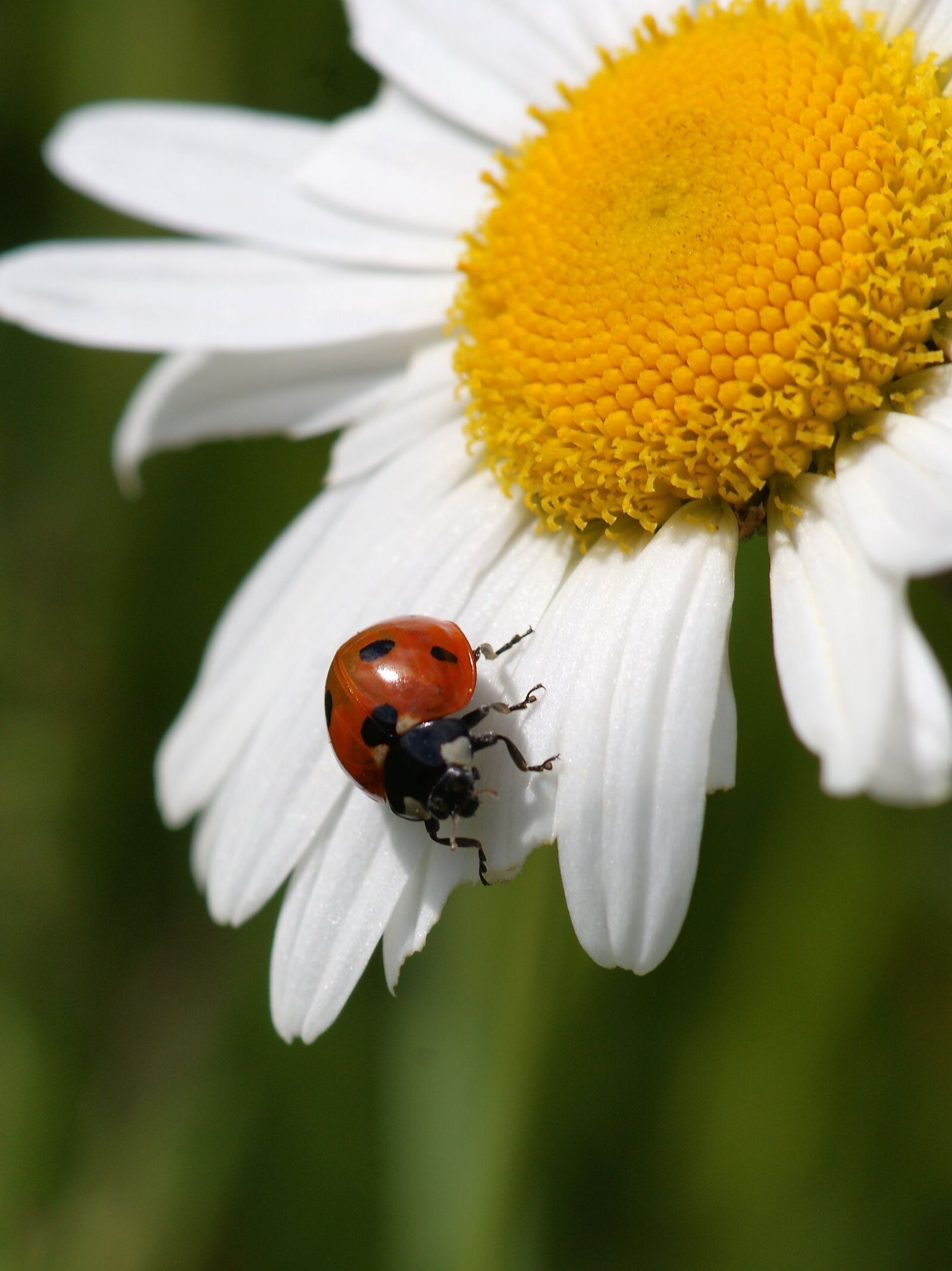 Sony Alpha DSLR-A350 sample photo. Ladybug, marguerite, nature photography