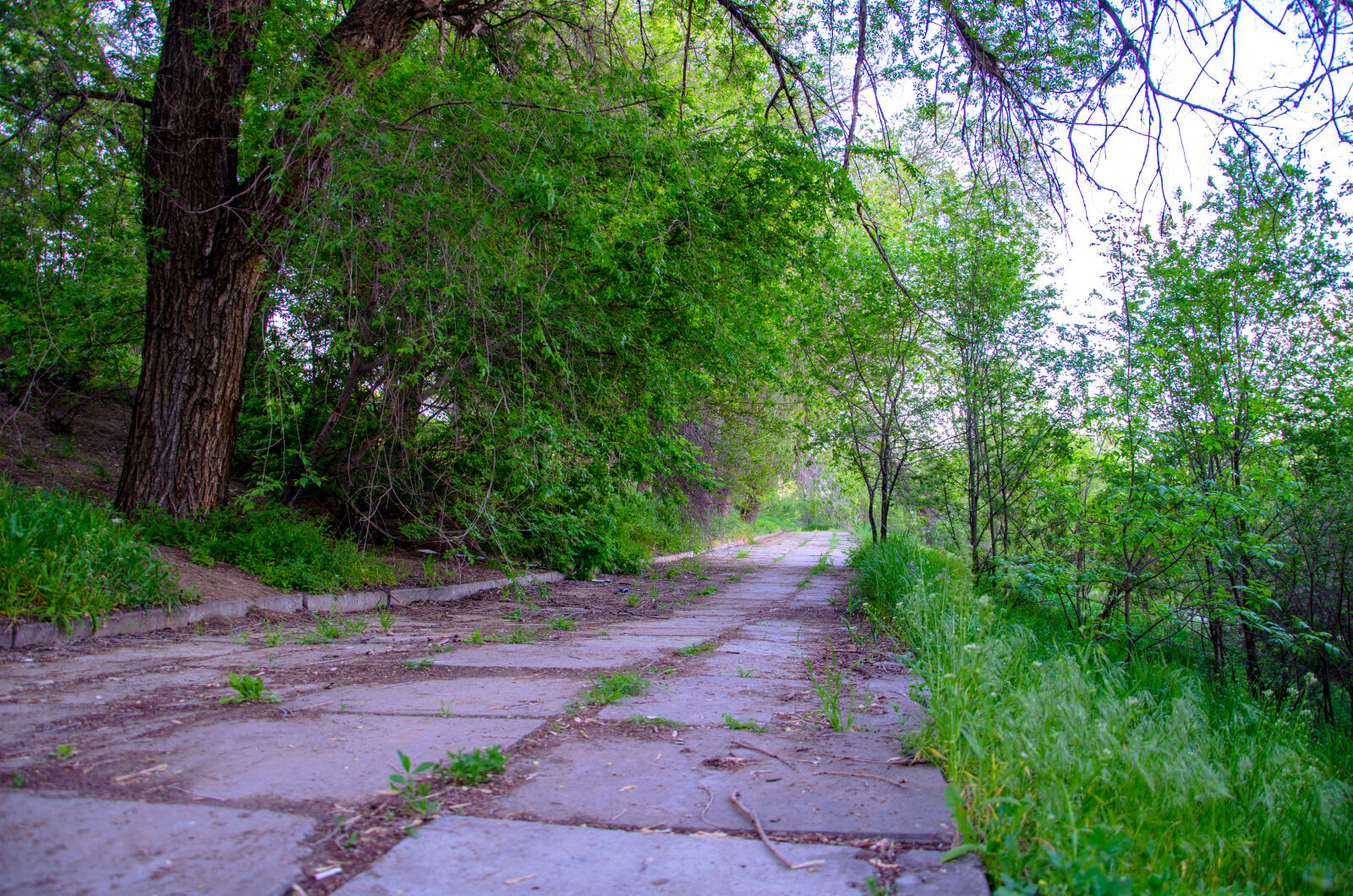 Nikon D5100 sample photo